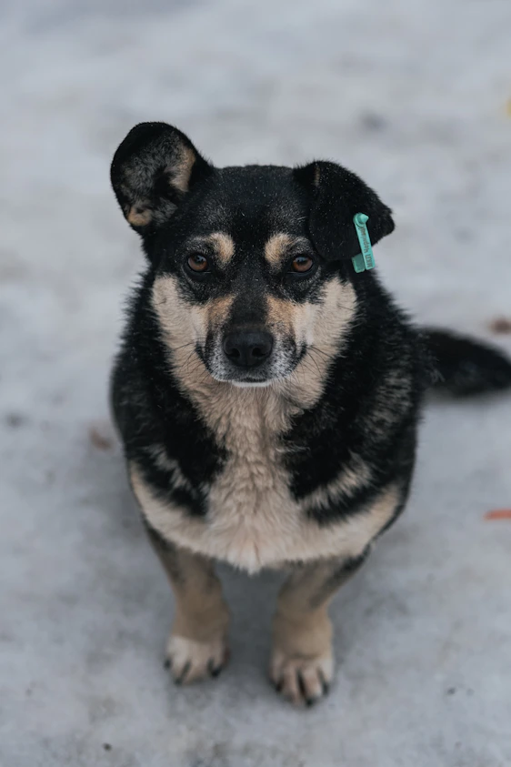 A small dog with black and tan fur sits outside