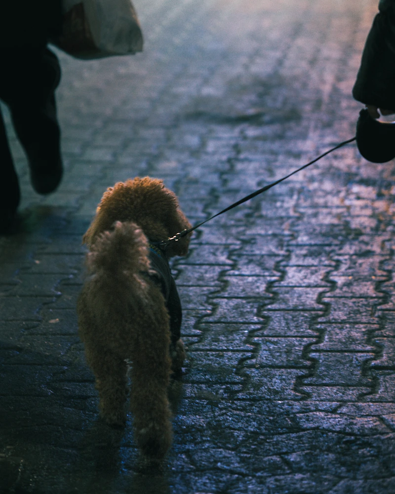 How to Stop Dog Barking: Practical Dog Barking Solutions for Excessive Barking