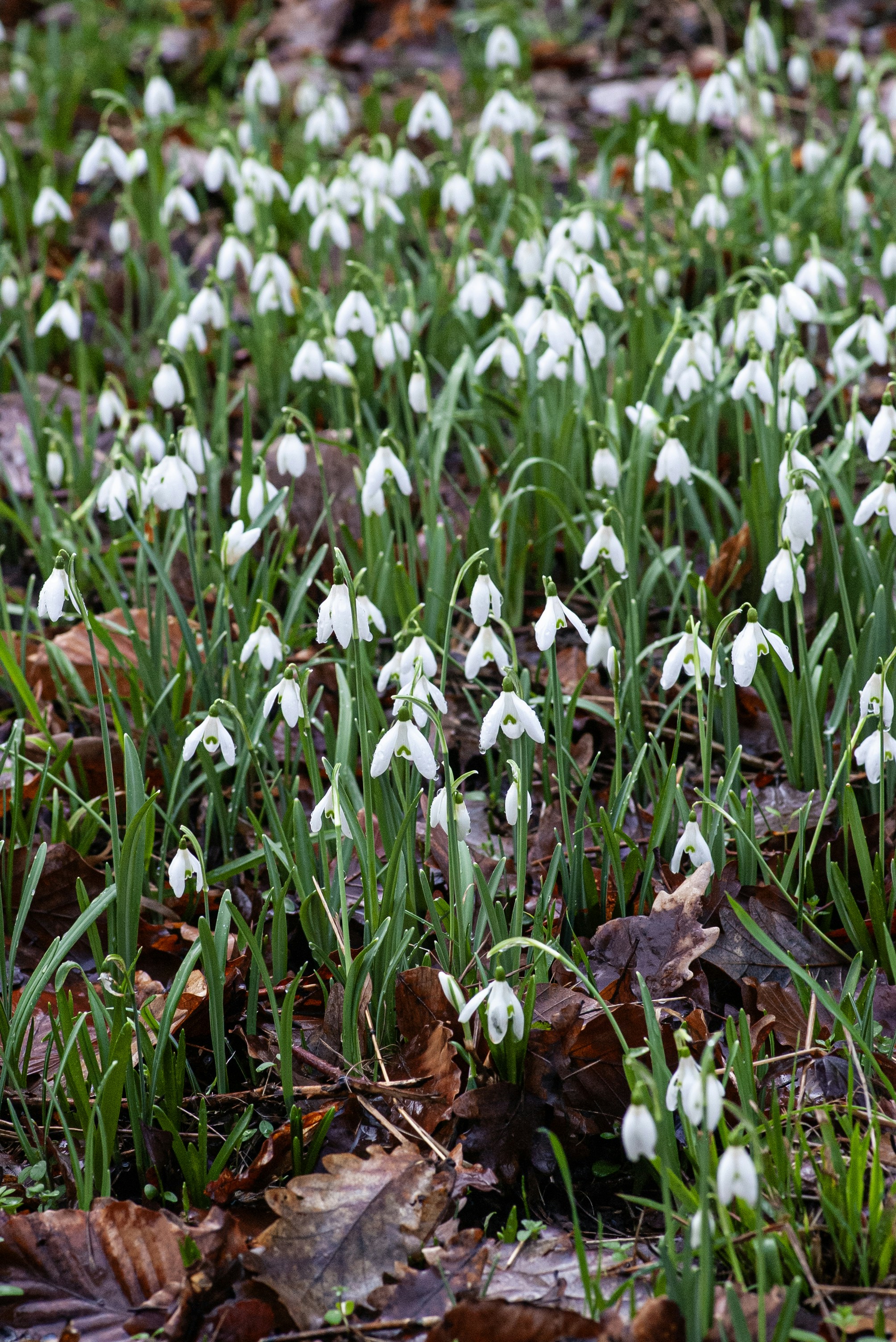 A field of delicate white snowdrop flowers blooming in spring.