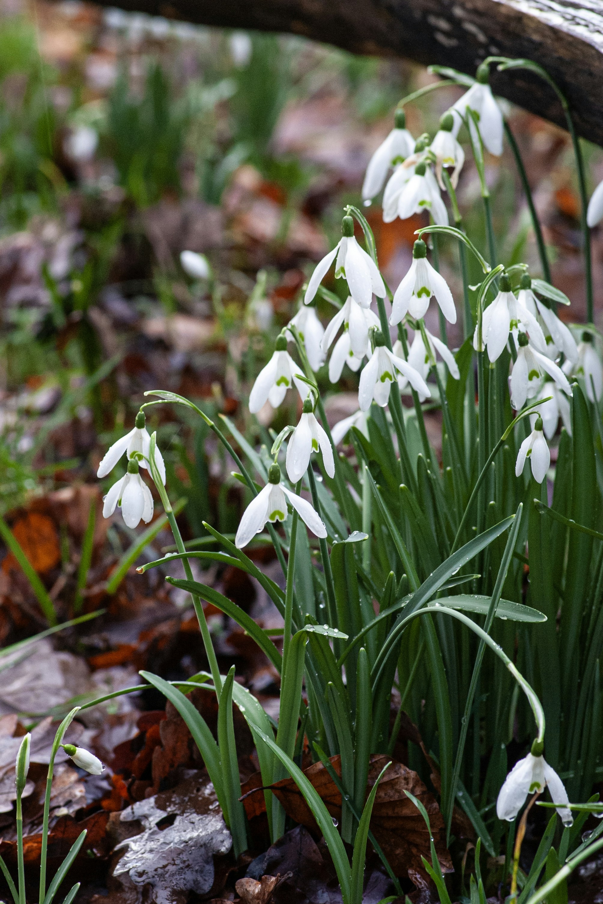 緑の葉がついた白いスノードロップの群れ。