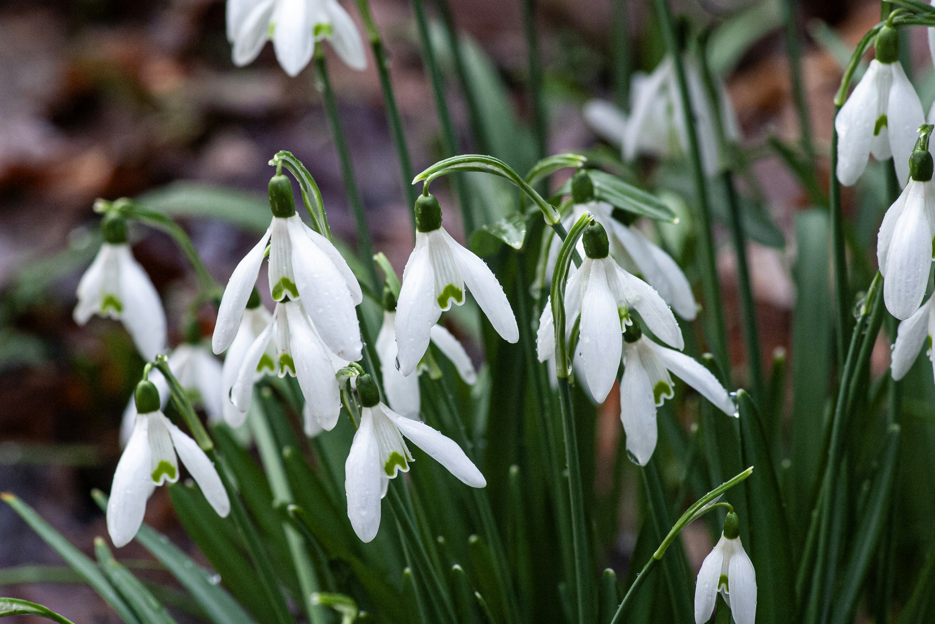 A cluster of delicate white snowdrop flowers blooming.