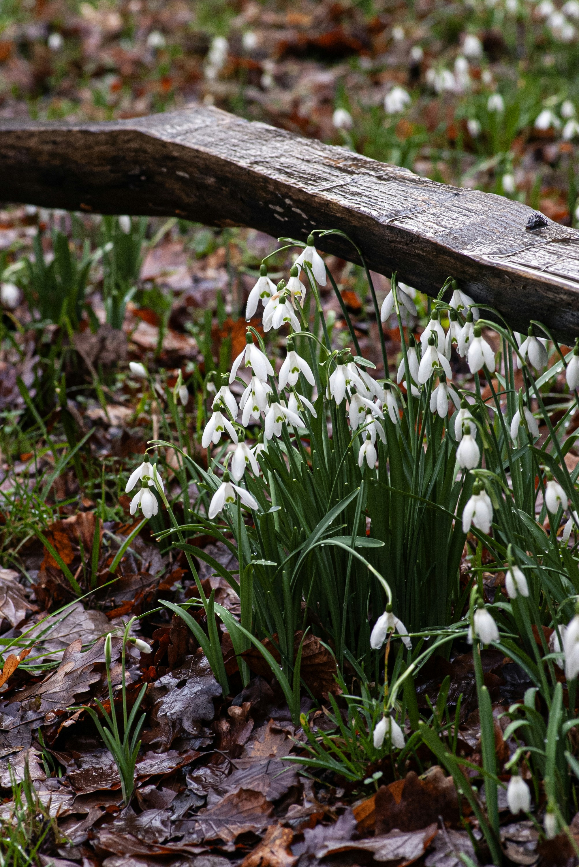 Cluster of white snowdrop flowers on forest floor
