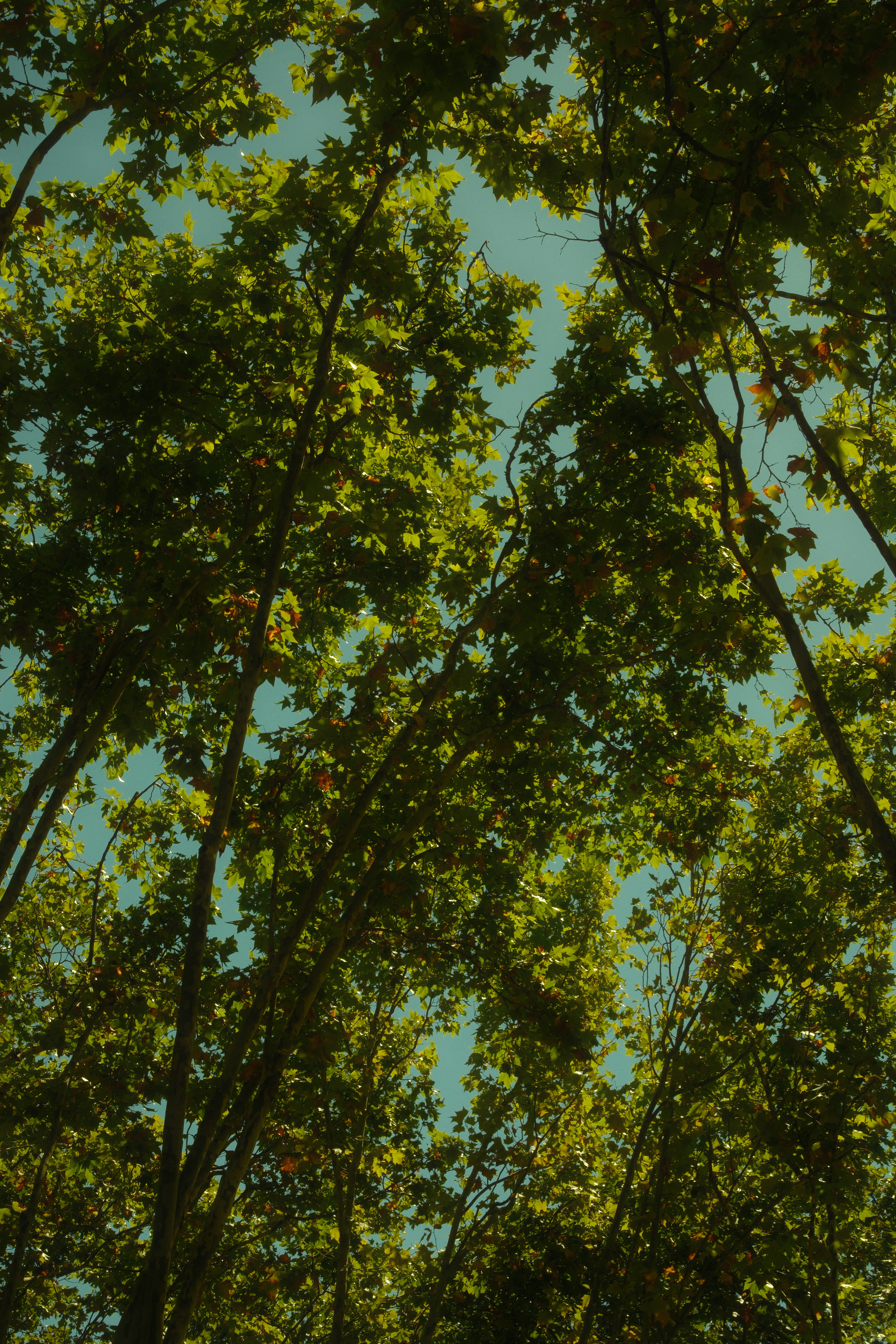 Photo by sebastianvgo