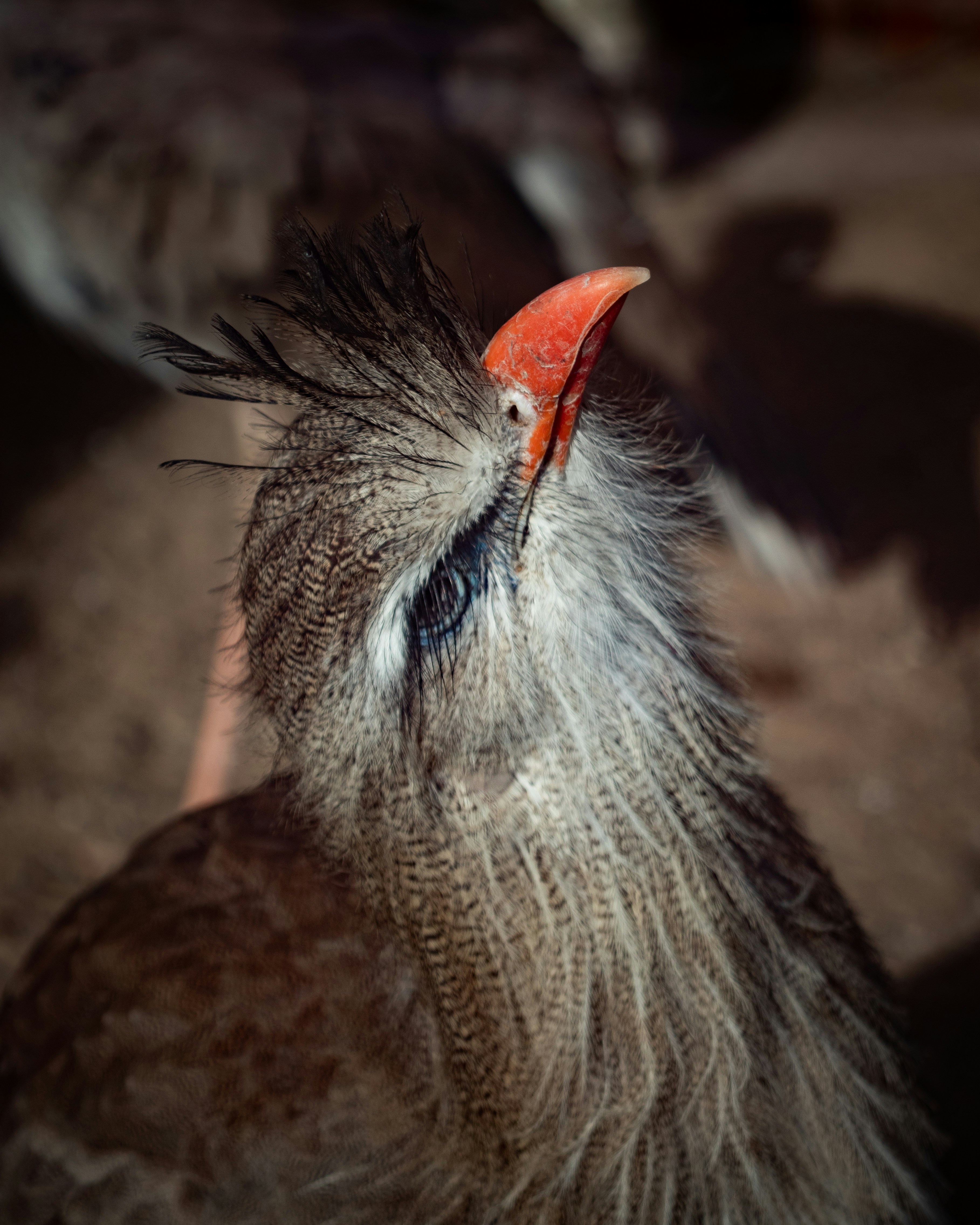 A close-up of a crested bird with a red beak.