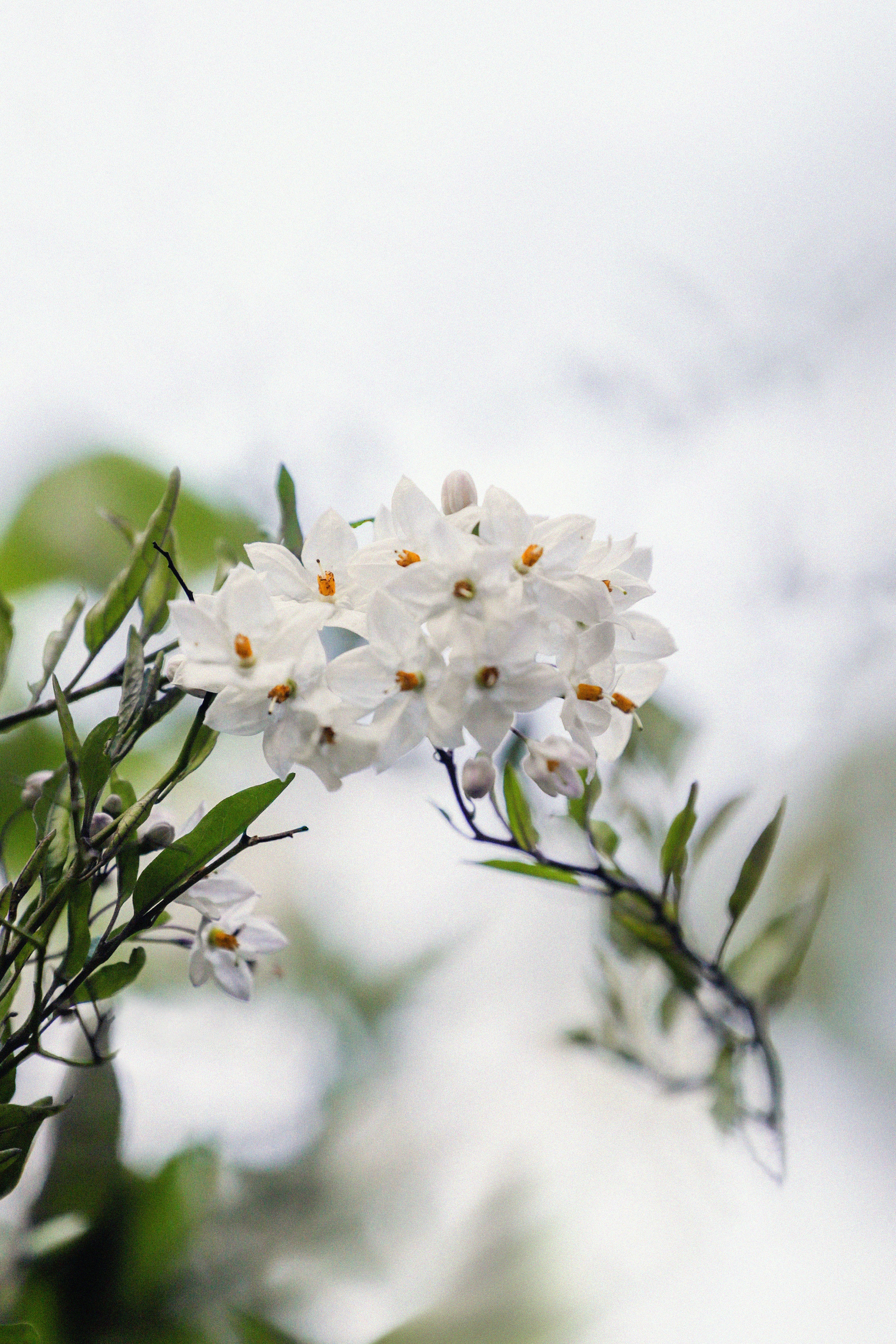 Delicate white flowers bloom on a branch.