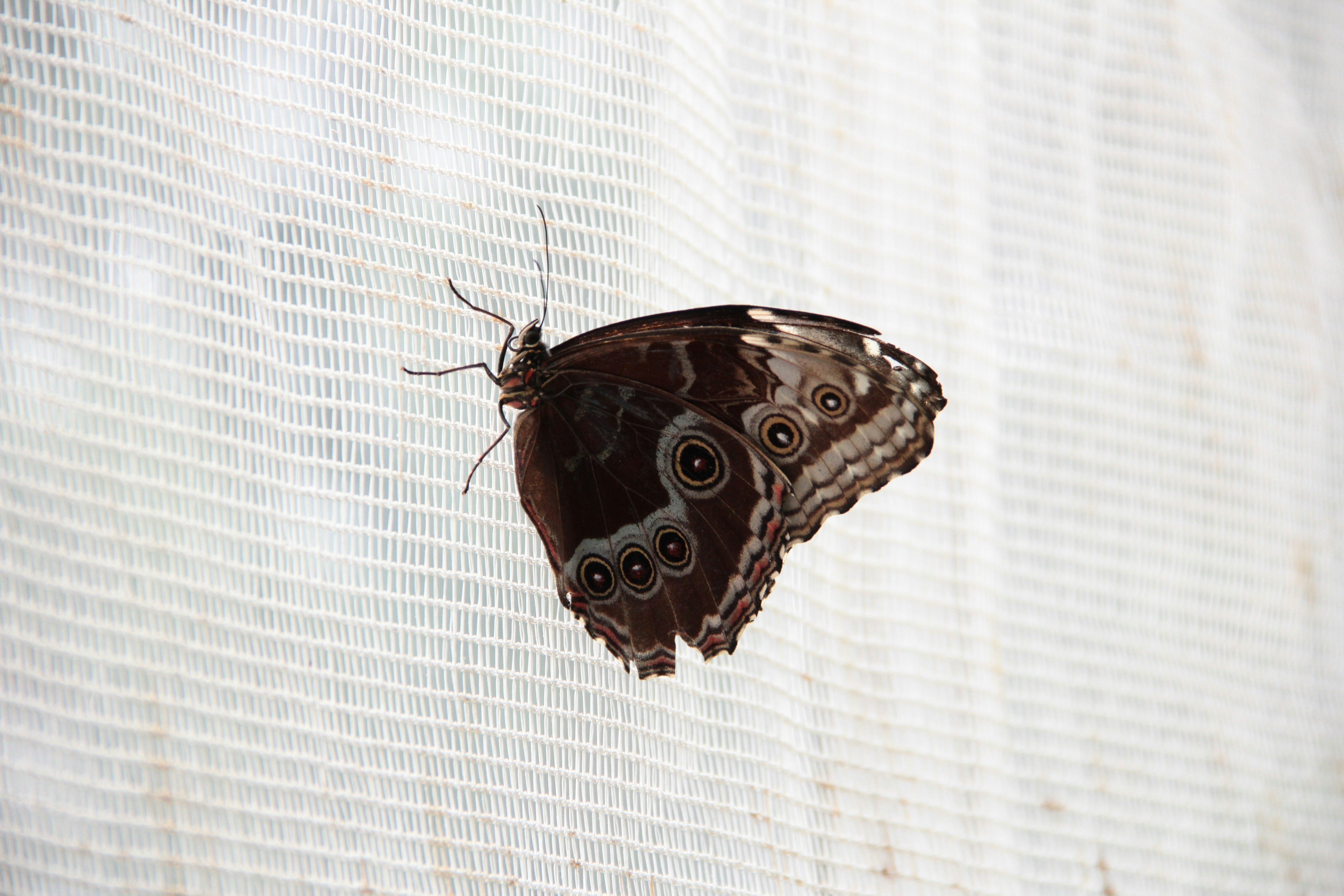 Una mariposa oscura con manchas en los ojos descansa sobre una red blanca.