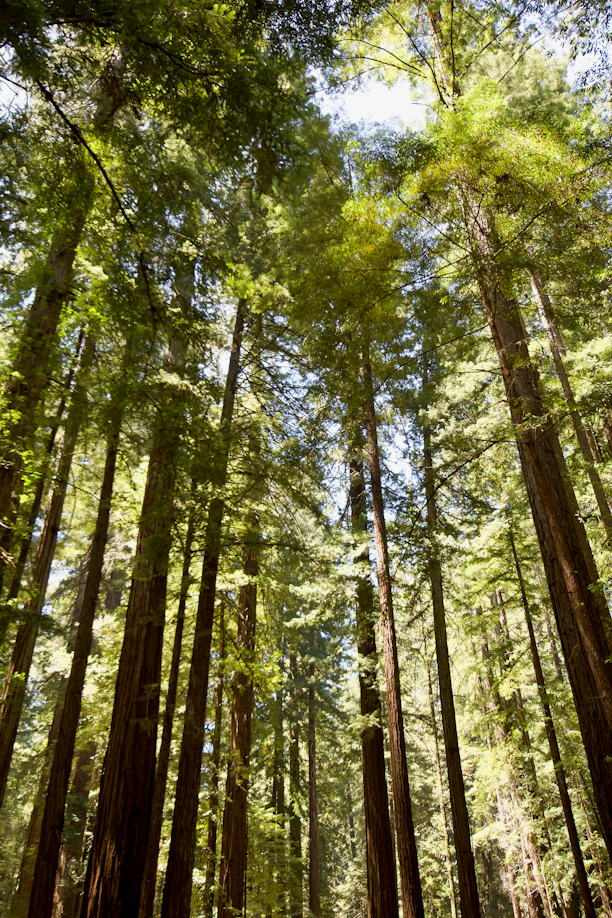 Tall redwood trees reaching towards the sky