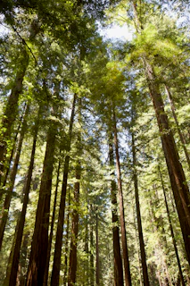 Tall redwood trees reaching towards the sky