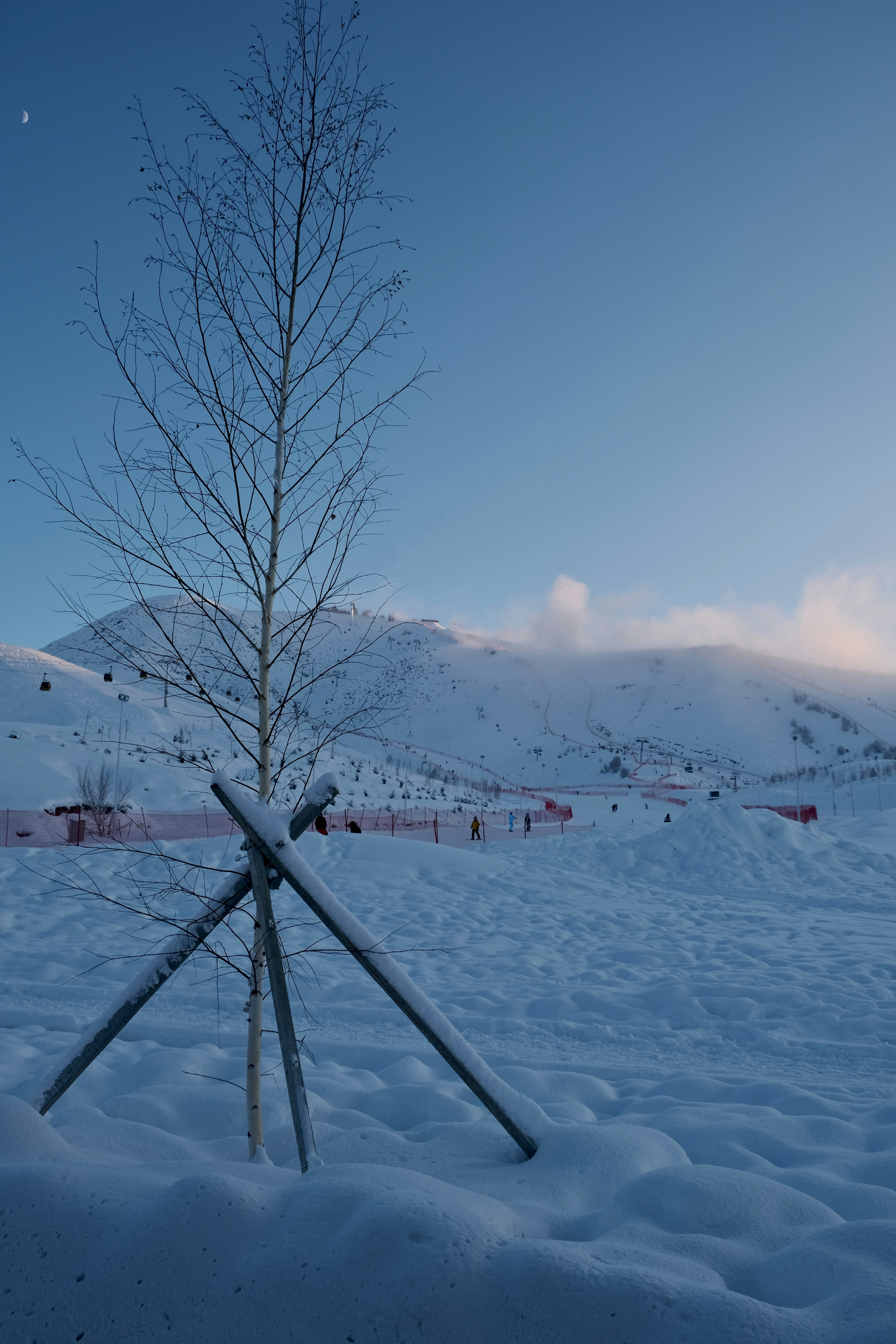 Árbol desnudo en un paisaje nevado con montañas