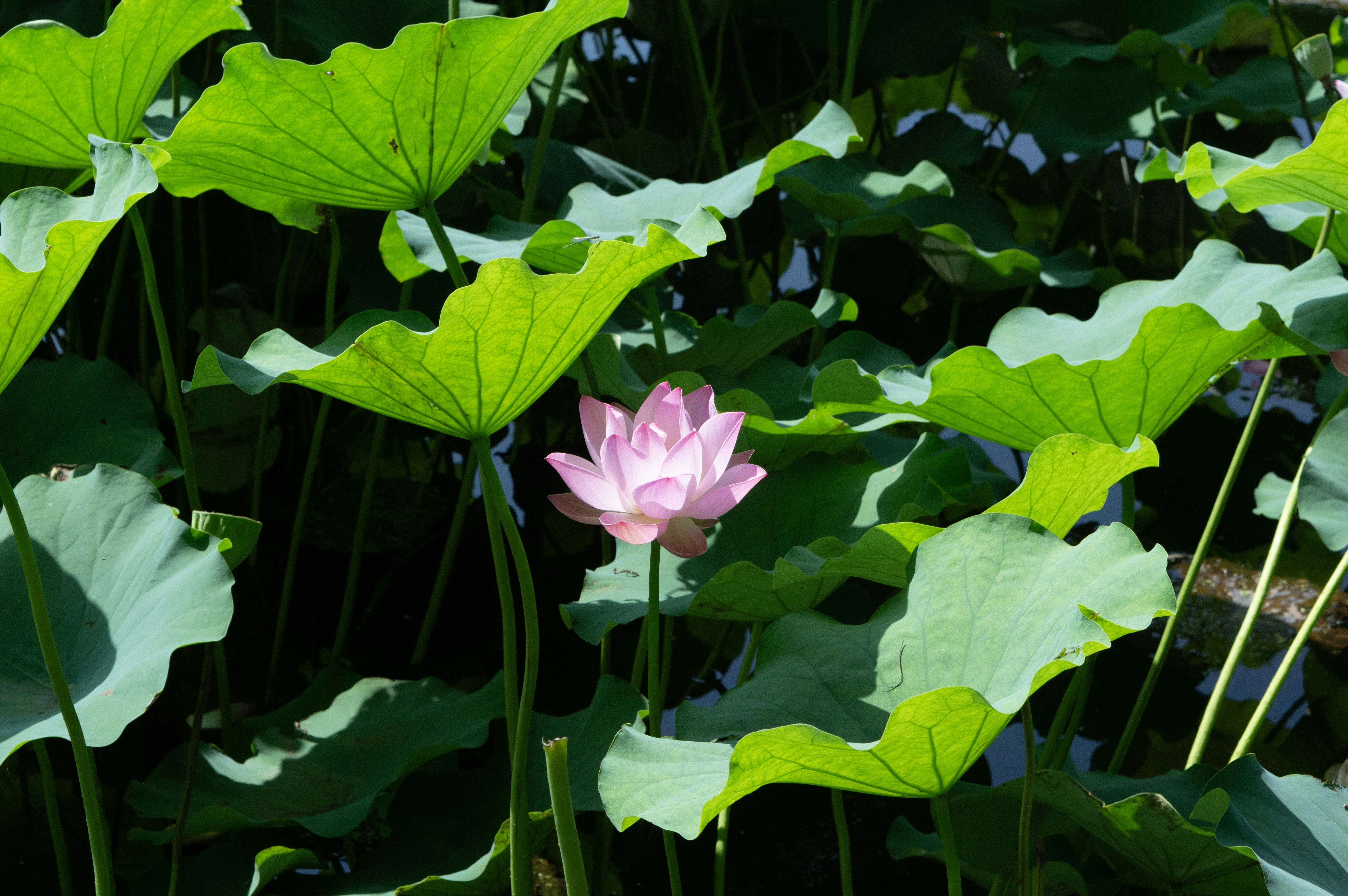 Photo by xiakuangkuang