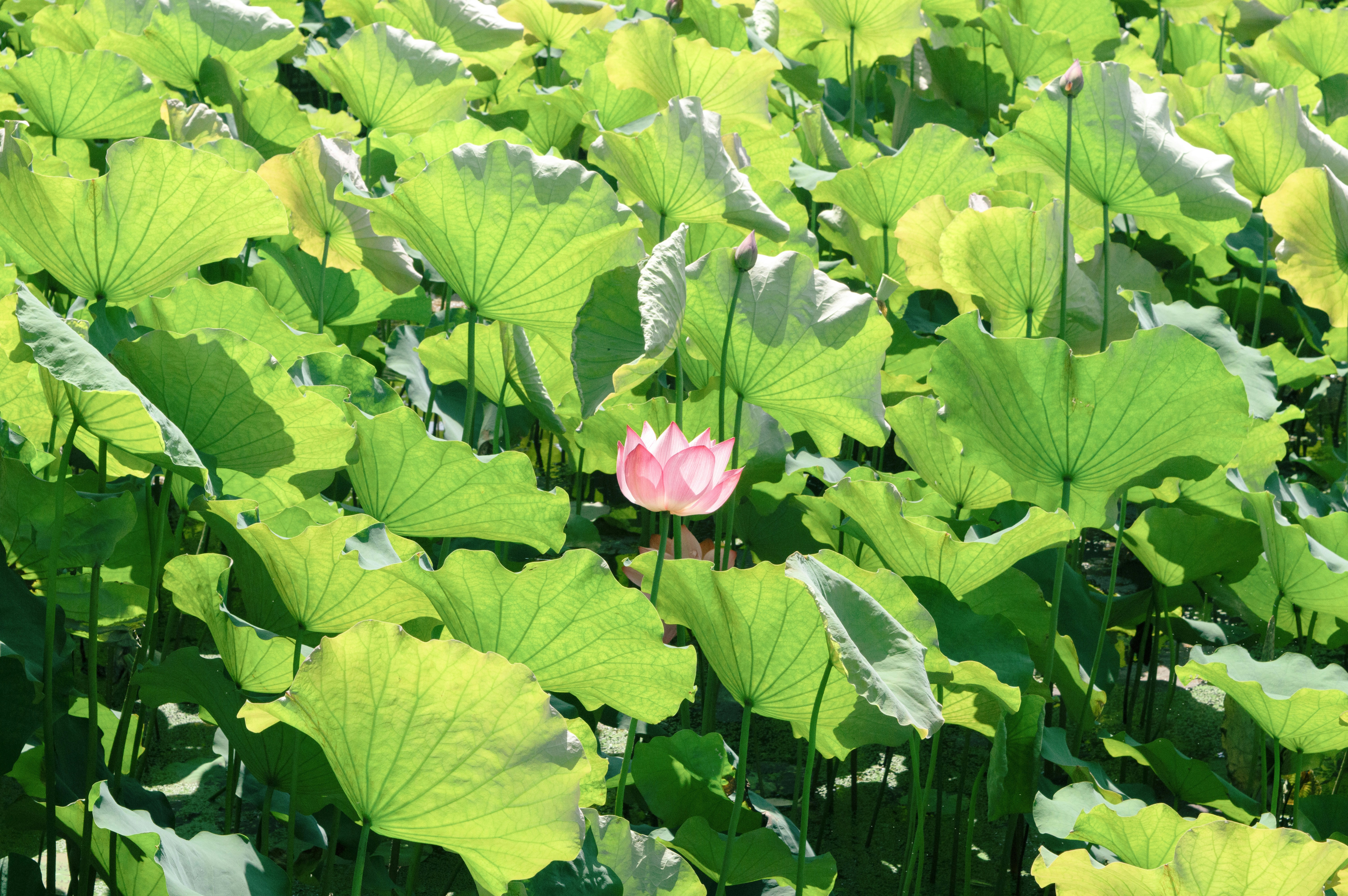 Photo by xiakuangkuang