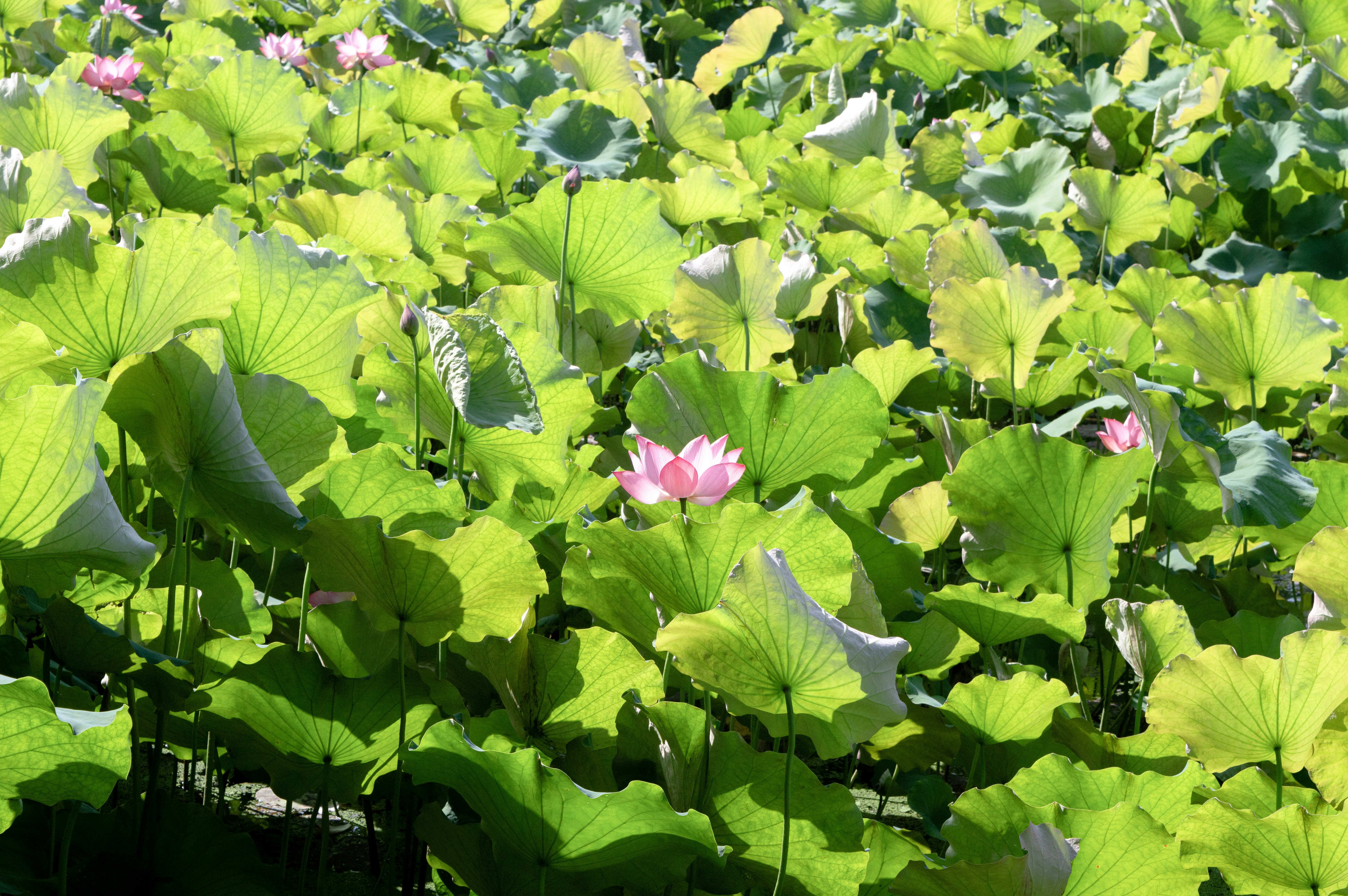 Photo by xiakuangkuang