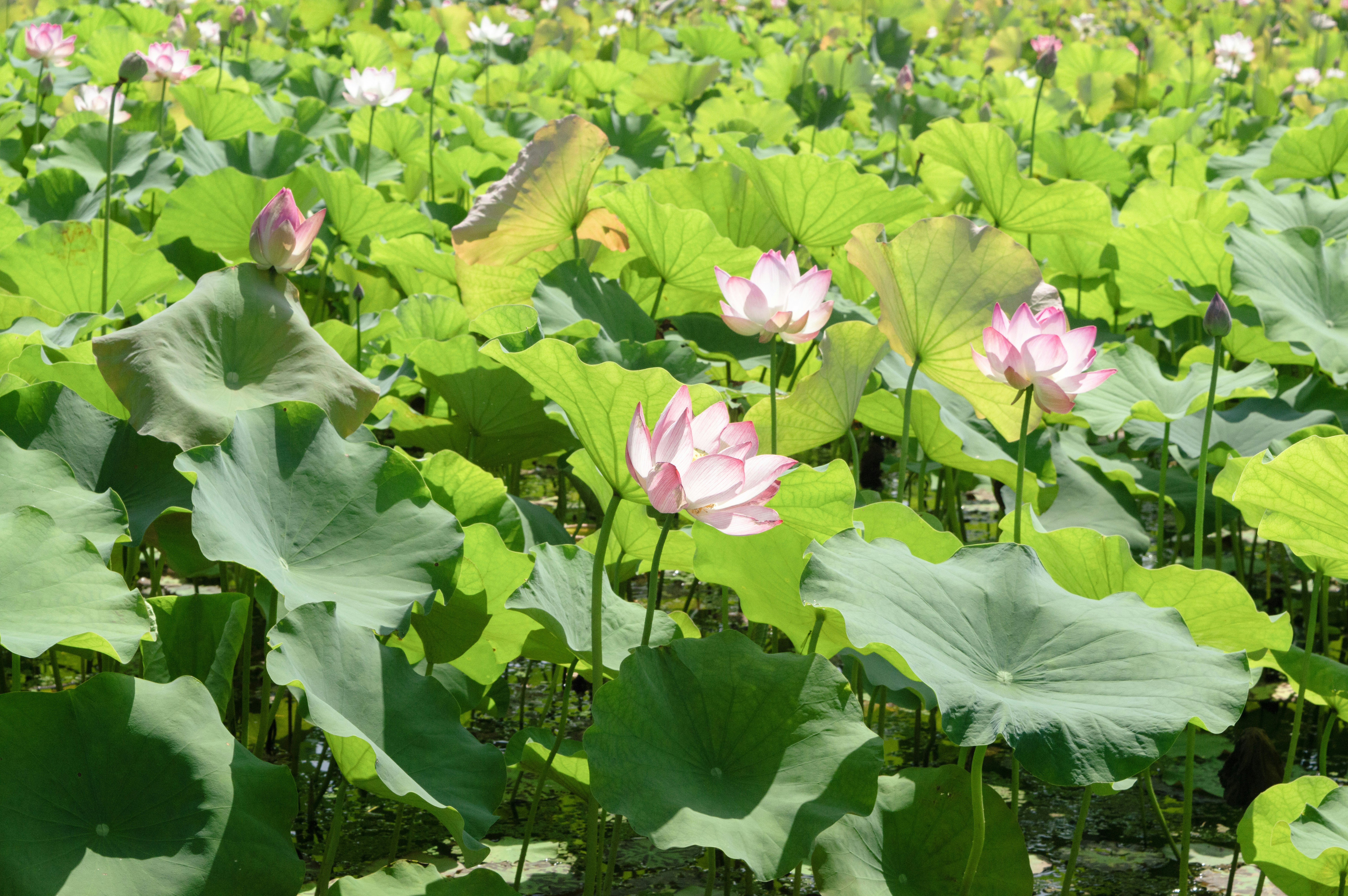 Photo by xiakuangkuang