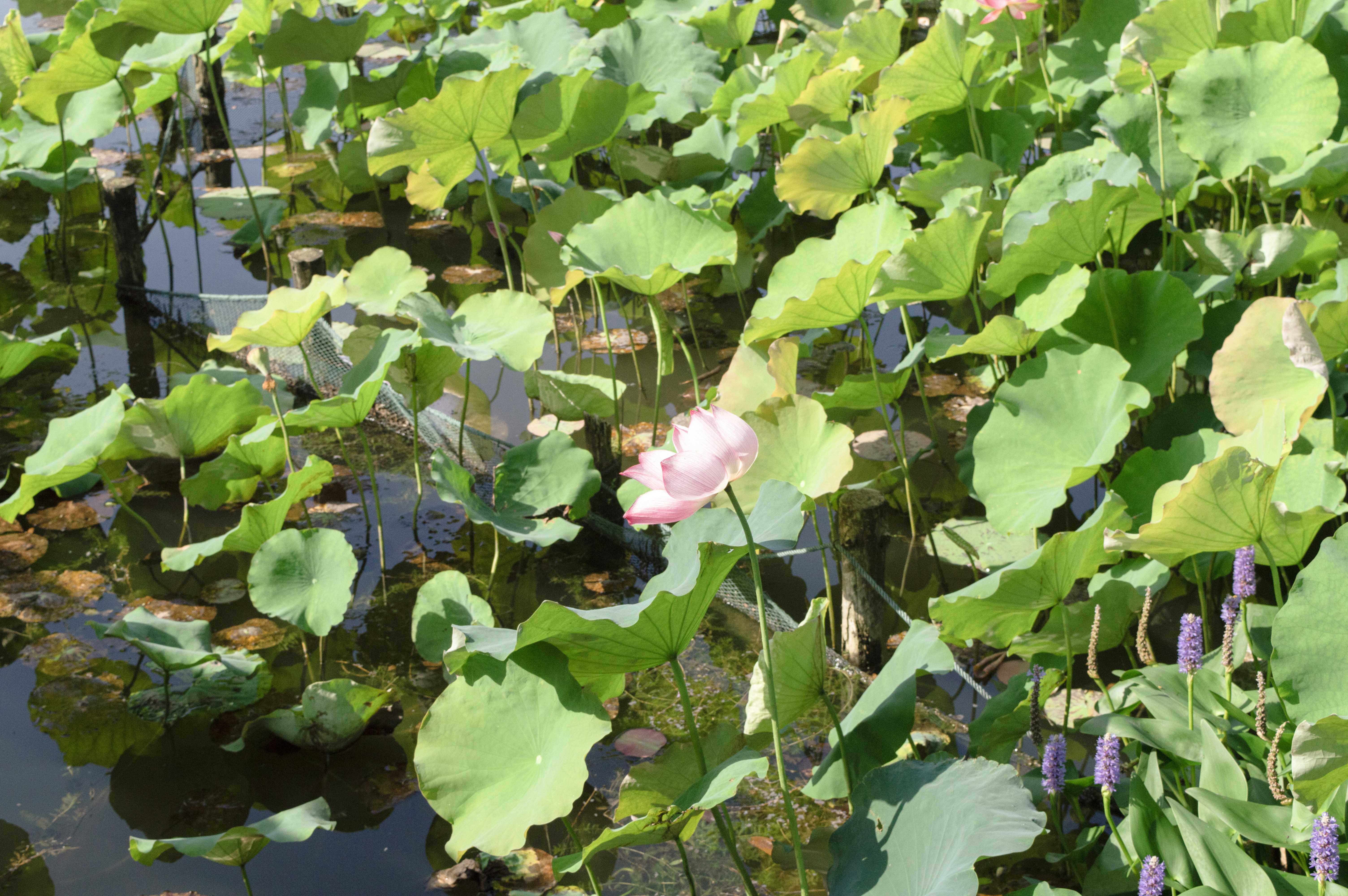 Photo by xiakuangkuang