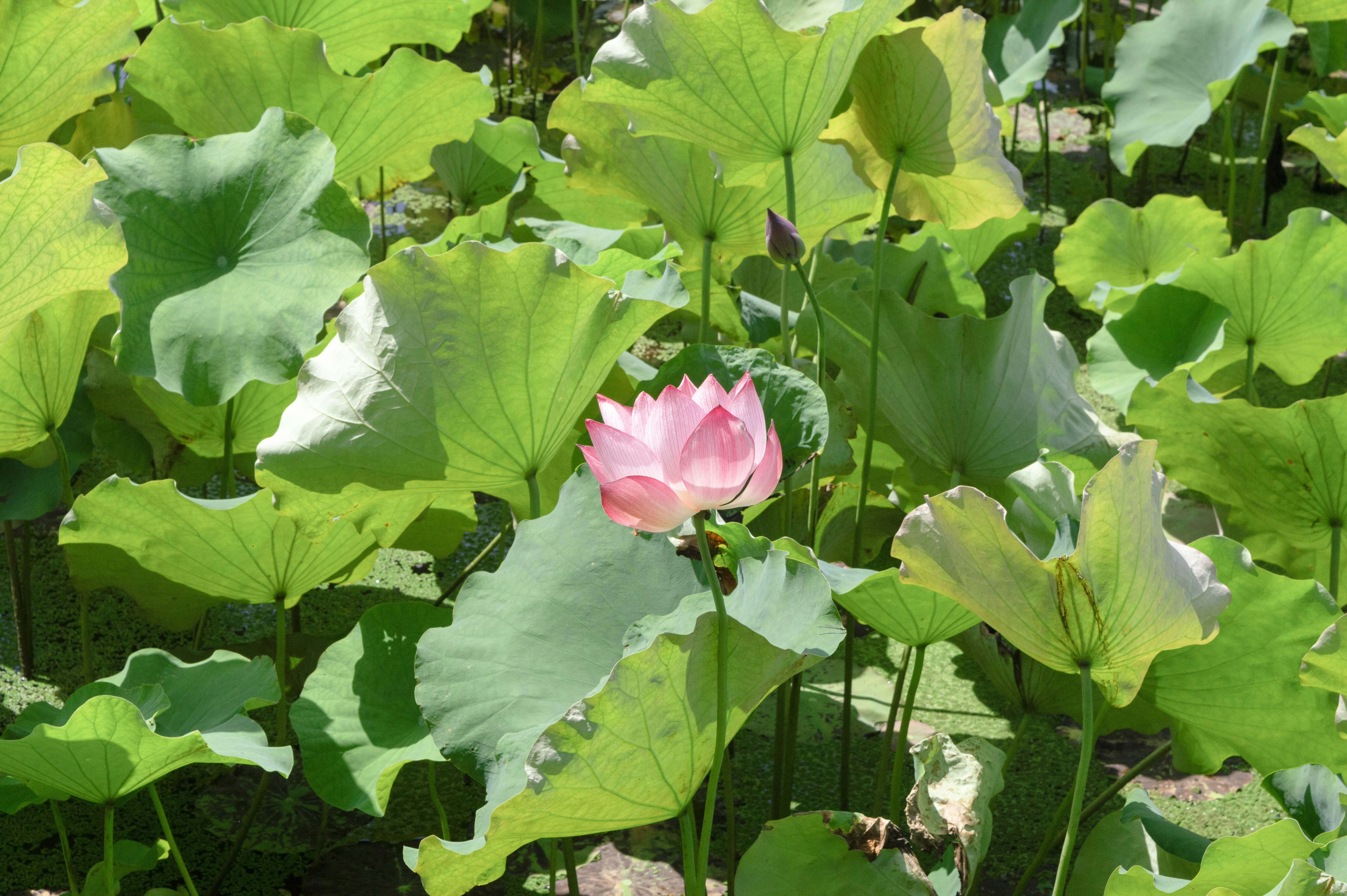 Photo by xiakuangkuang