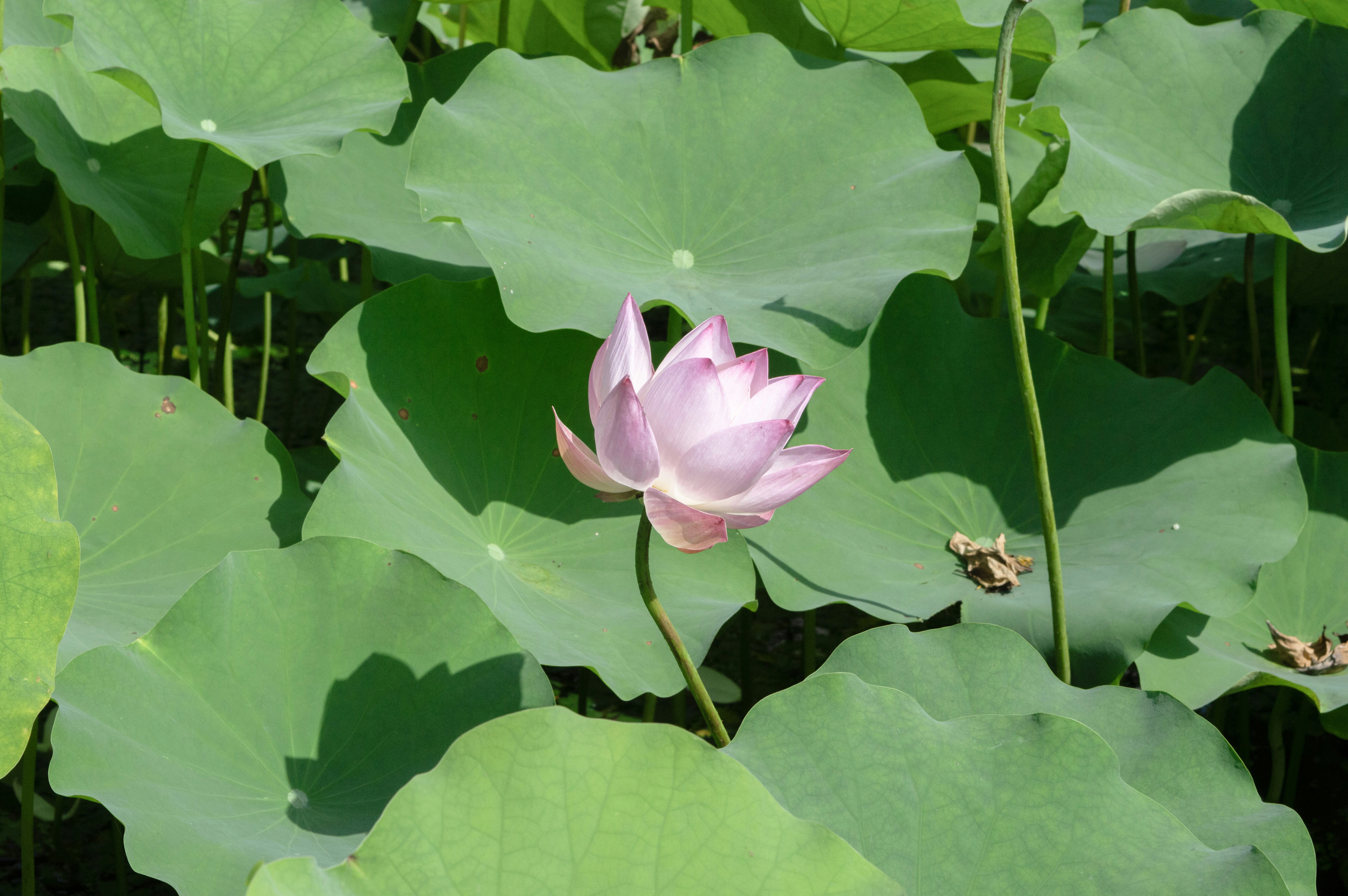 Photo by xiakuangkuang