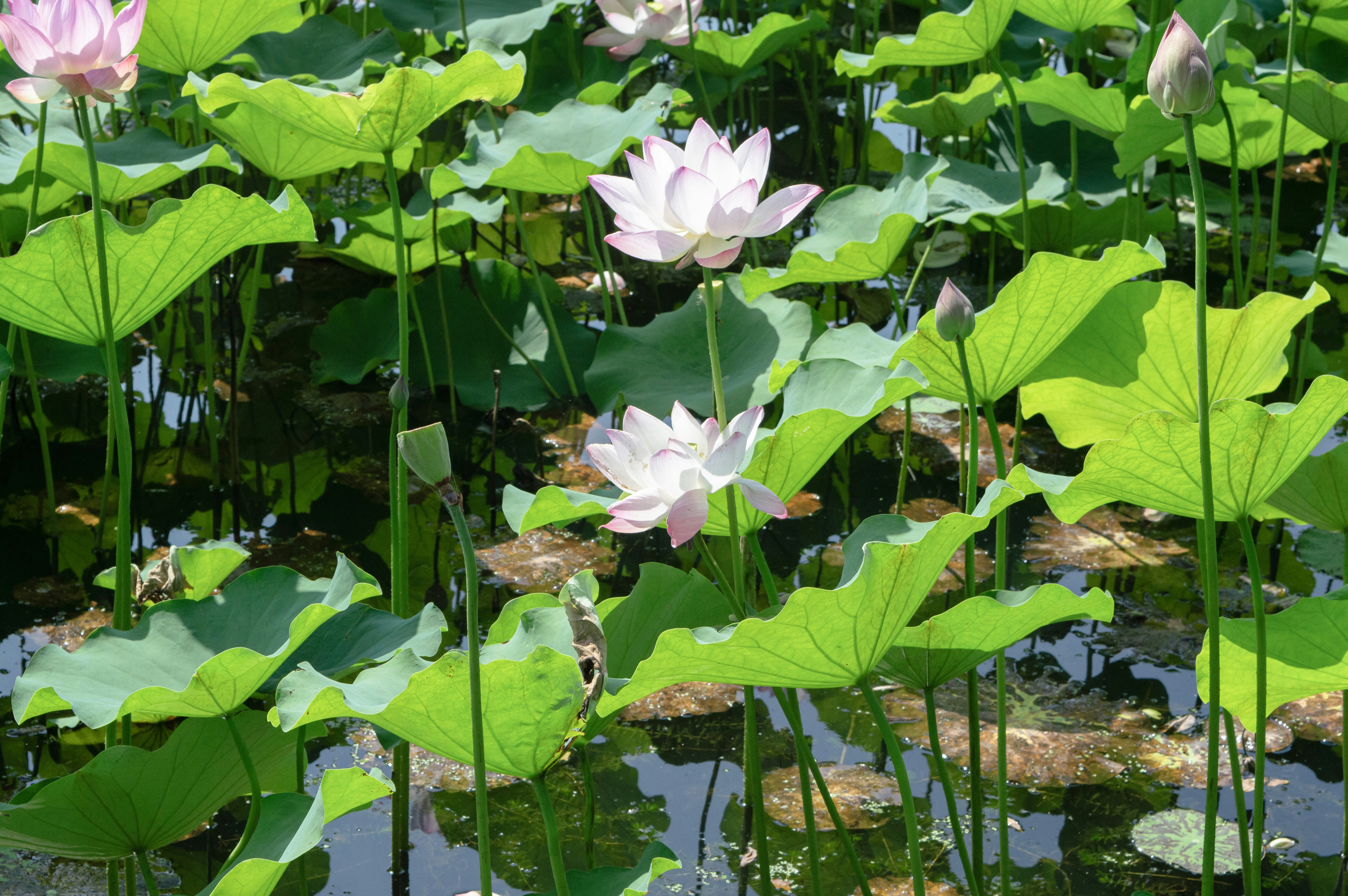 Photo by xiakuangkuang