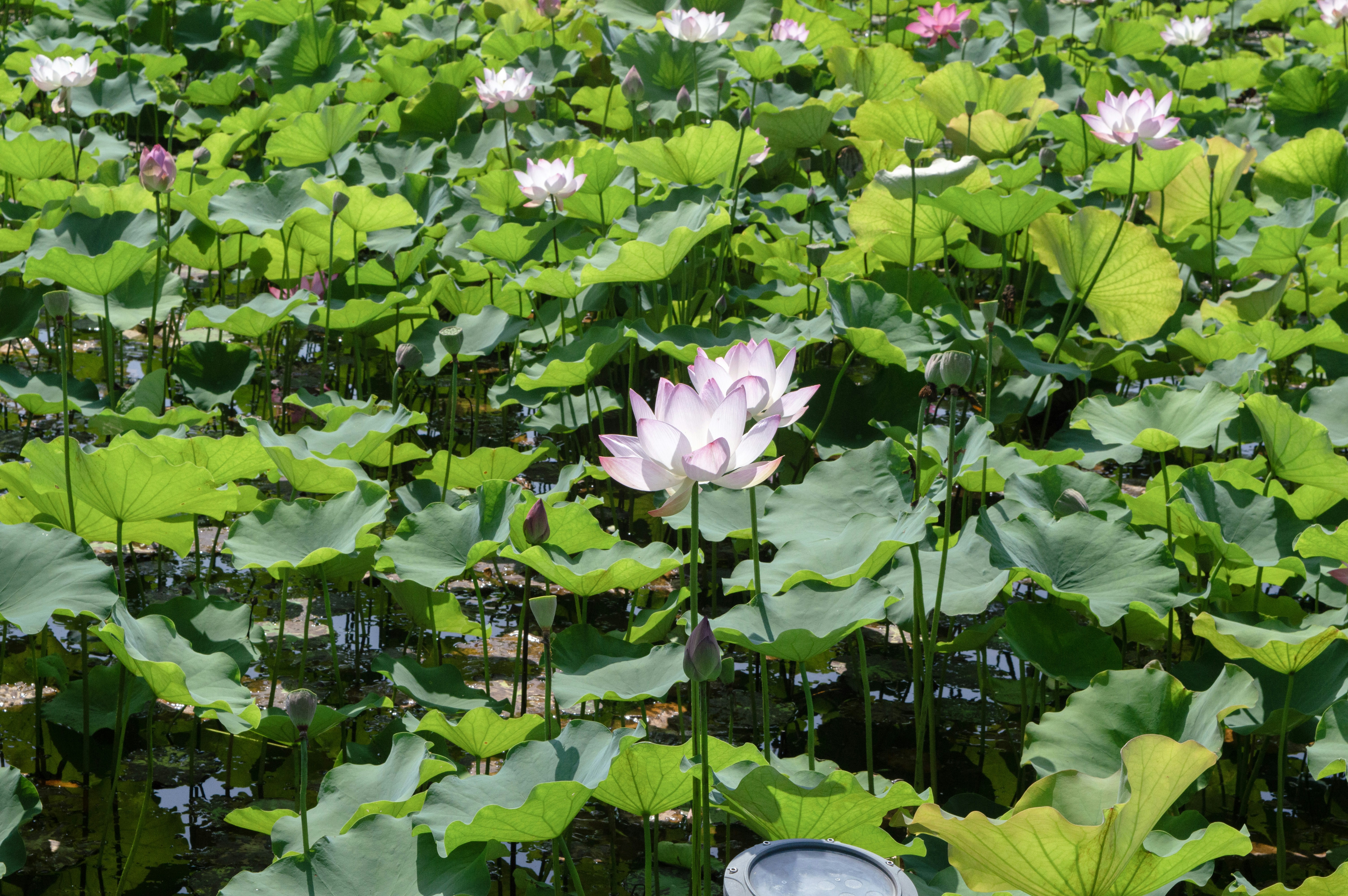 Photo by xiakuangkuang