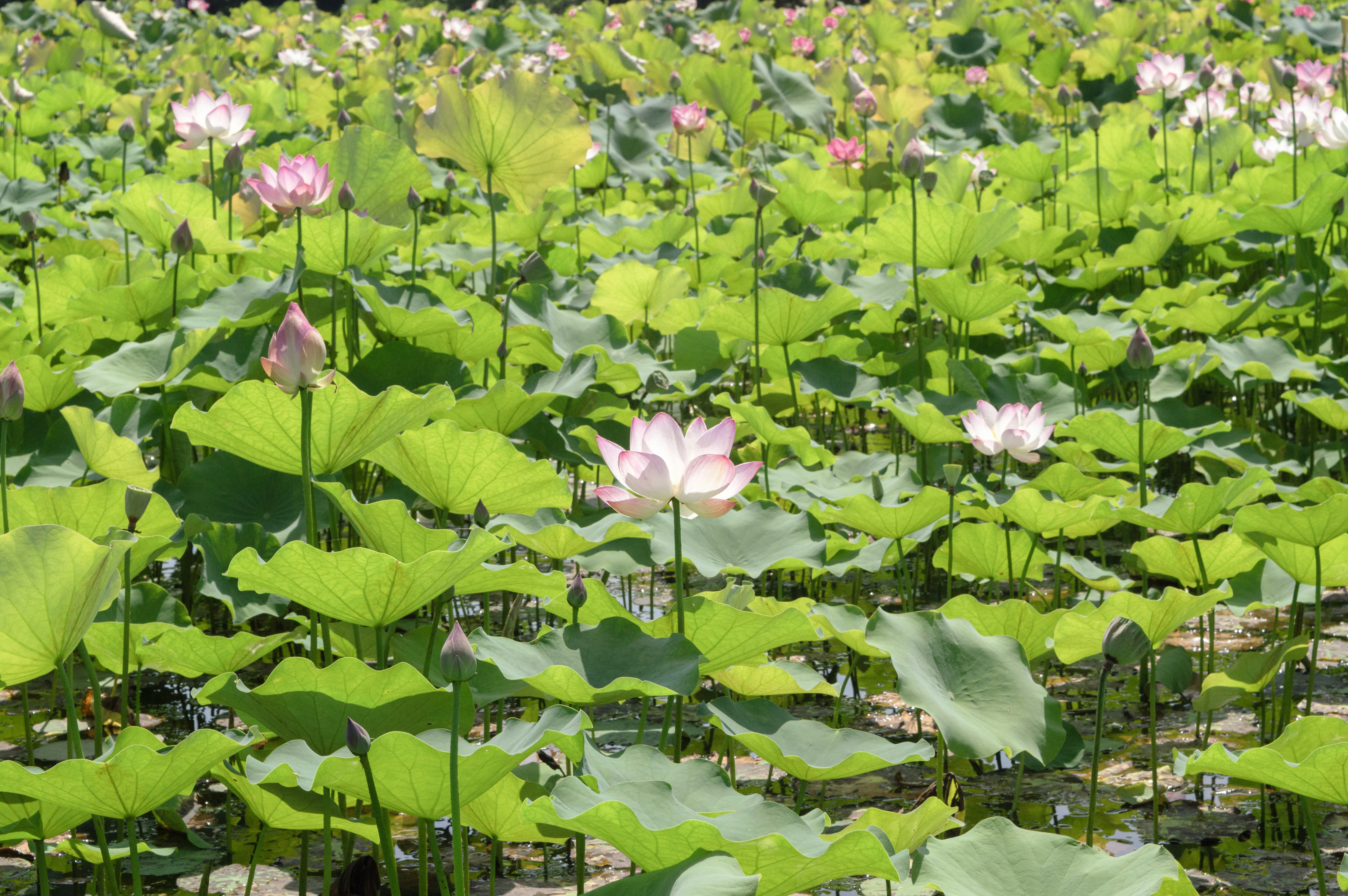 Photo by xiakuangkuang