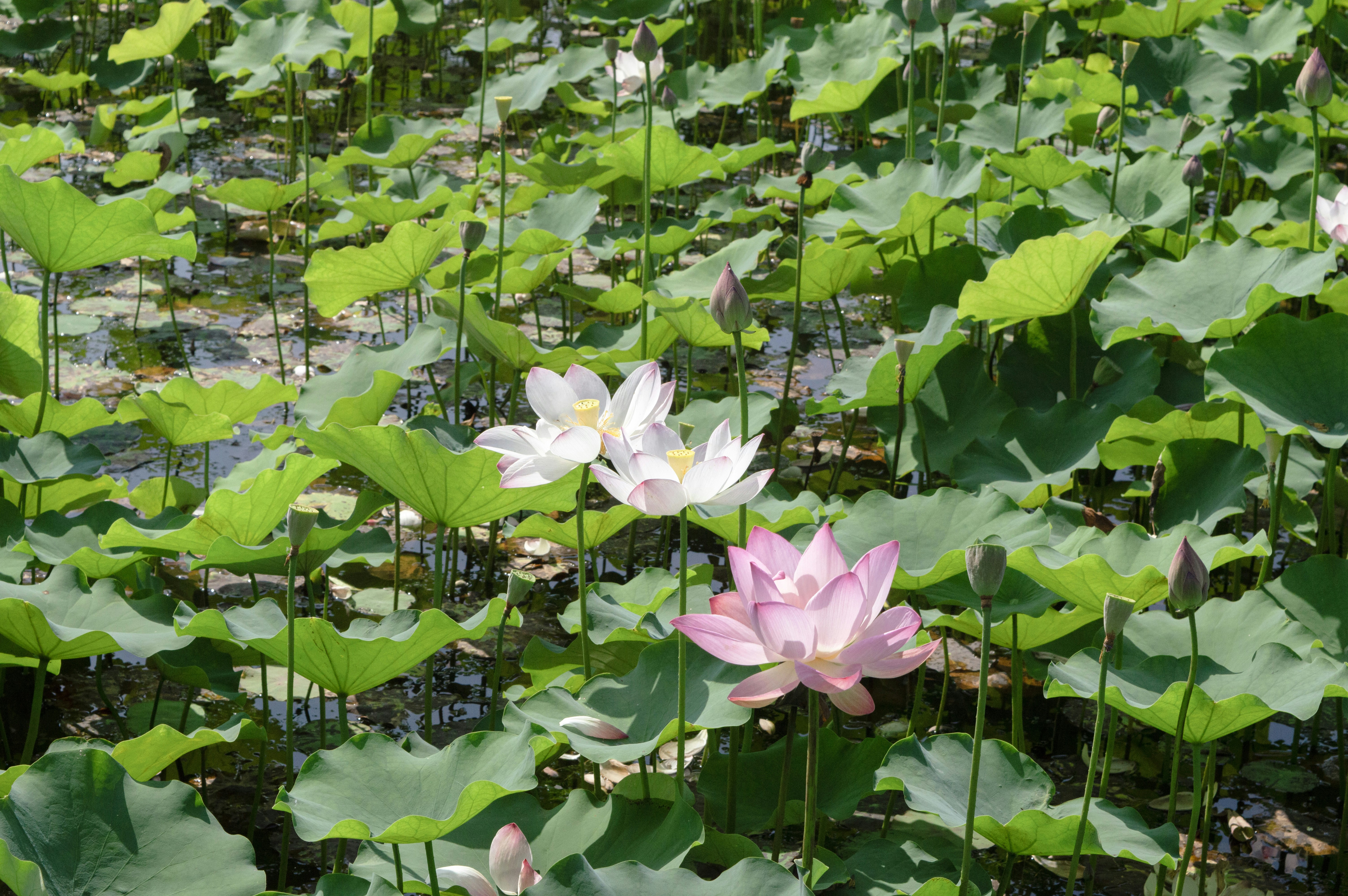 Photo by xiakuangkuang