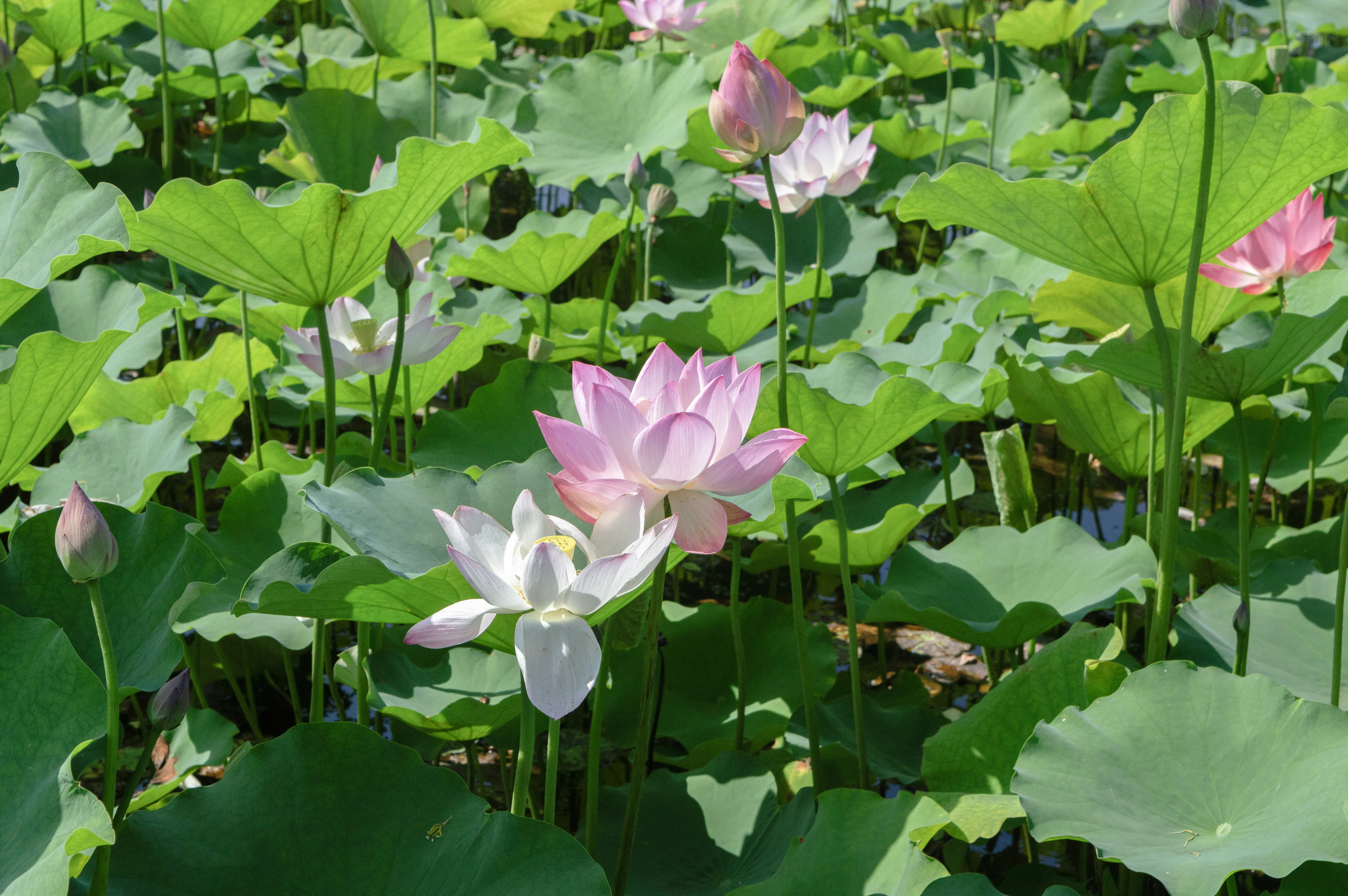 Photo by xiakuangkuang