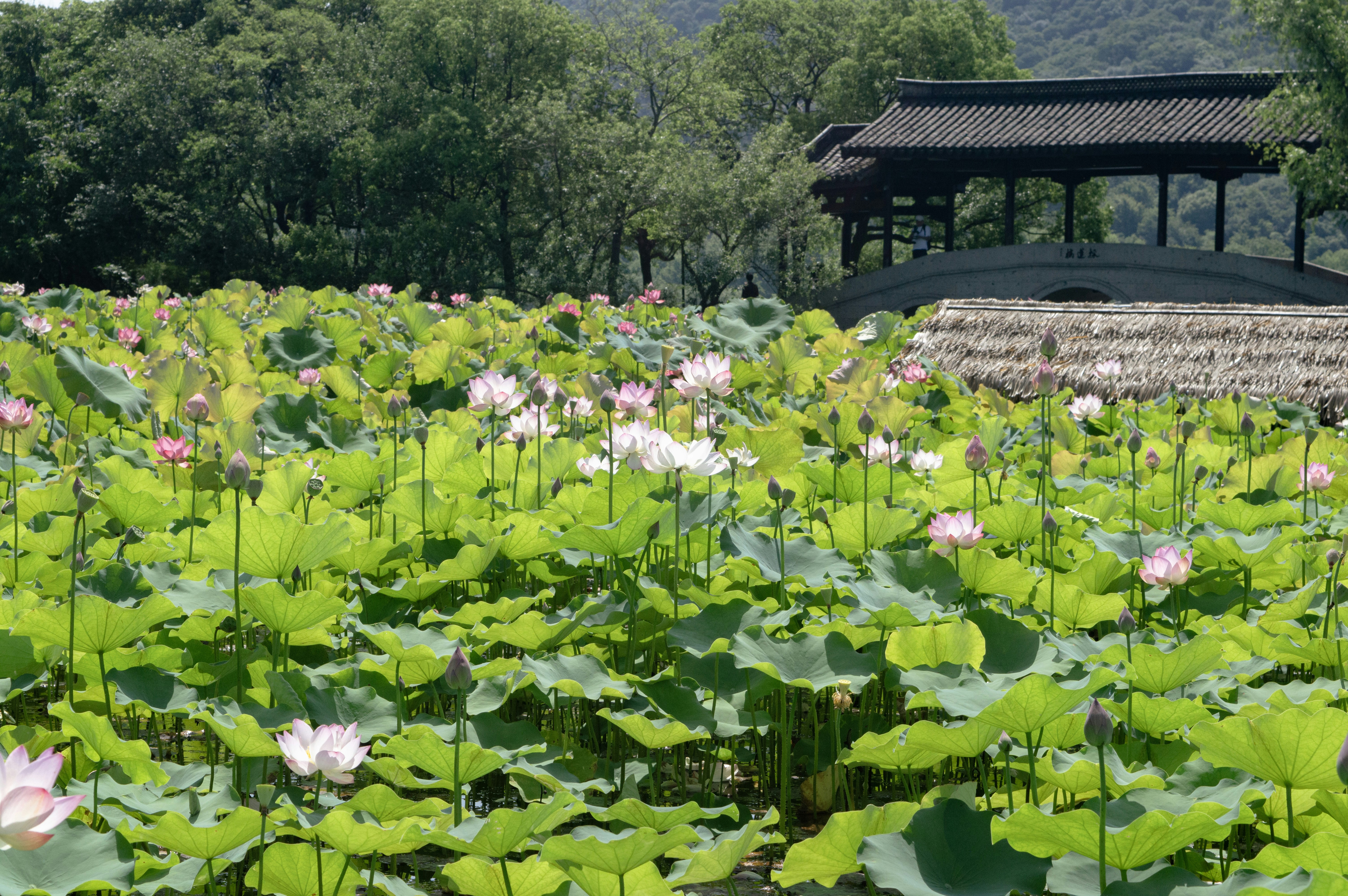 Photo by xiakuangkuang