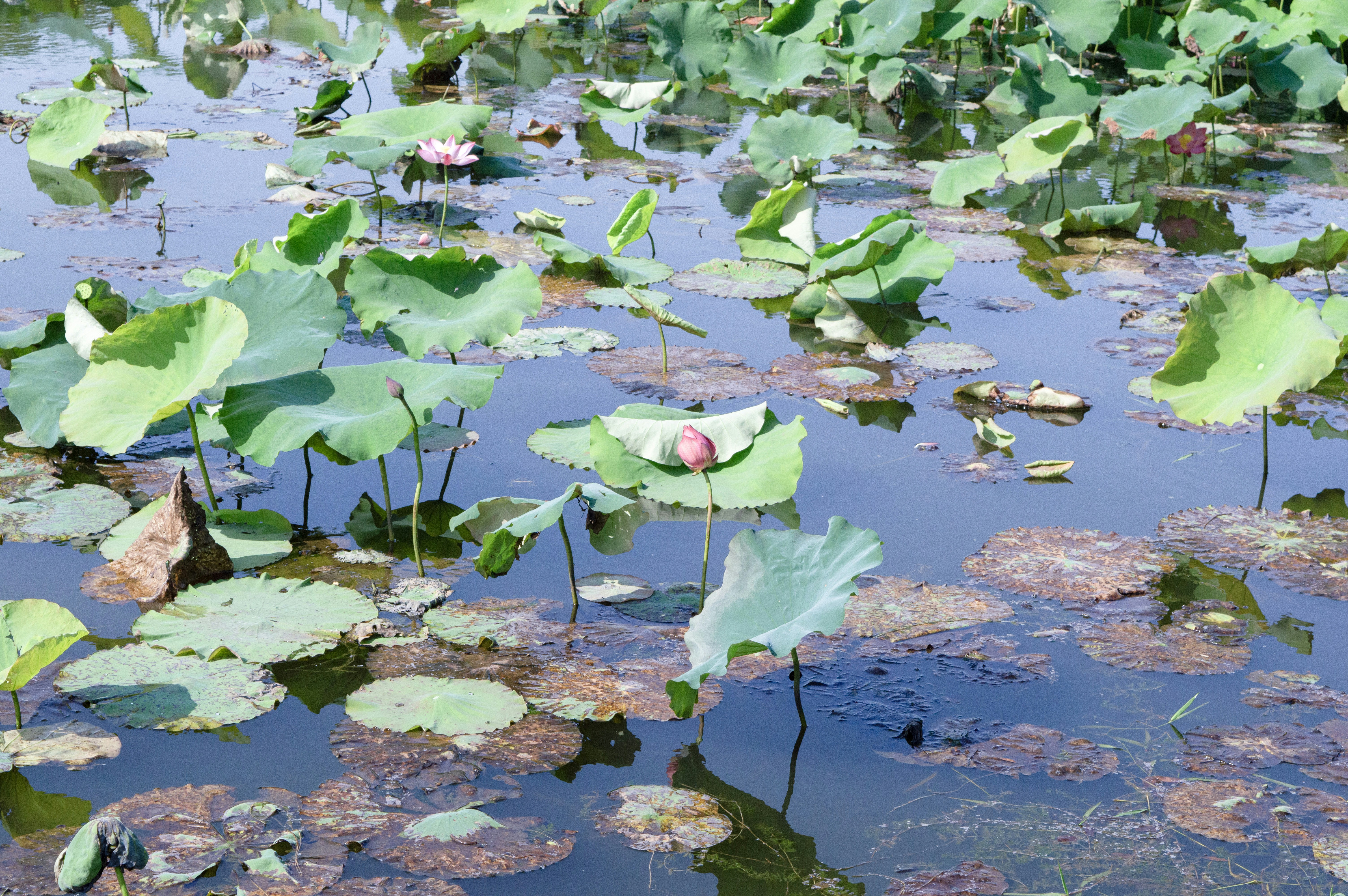 Photo by xiakuangkuang