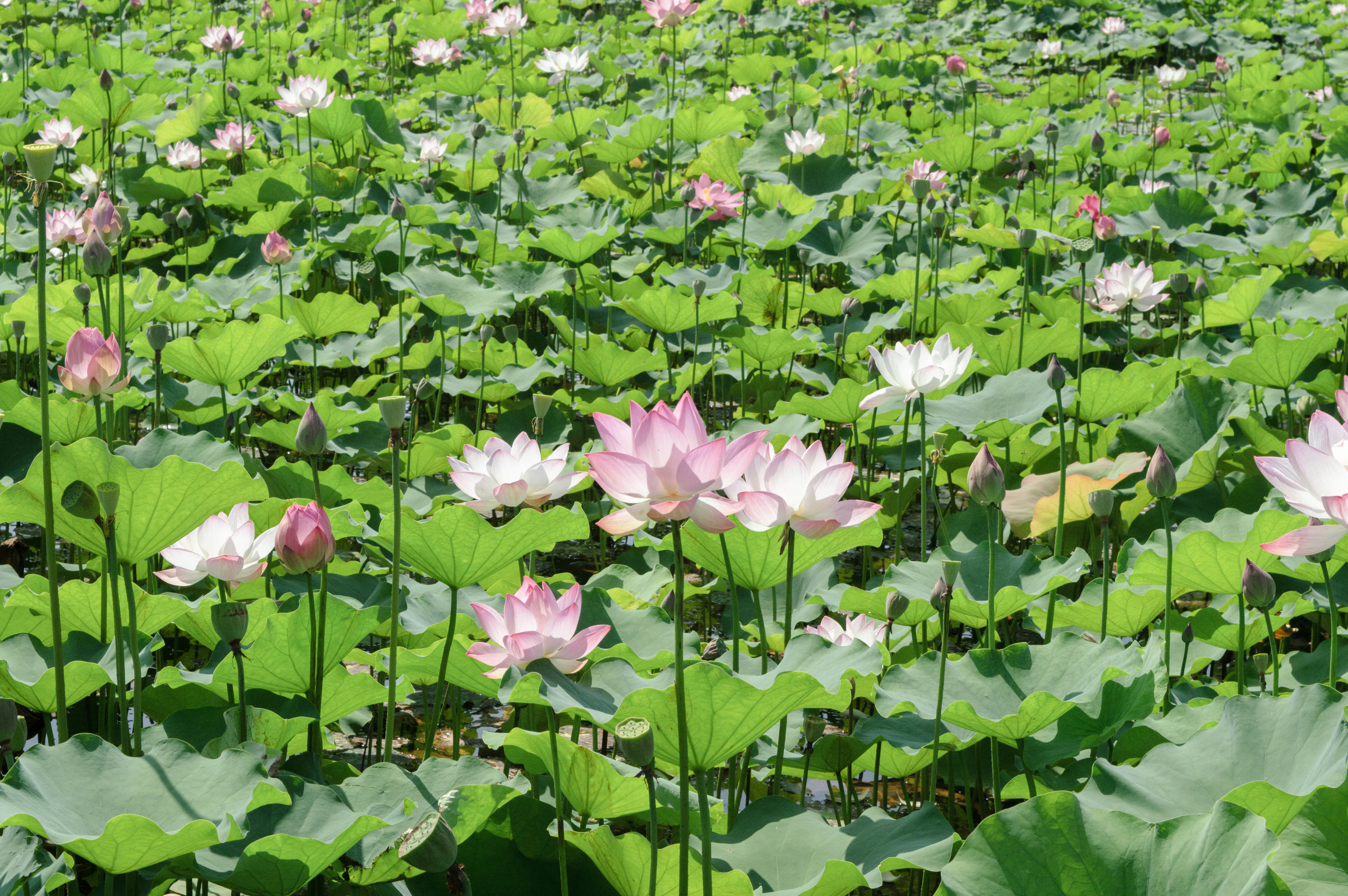 Photo by xiakuangkuang