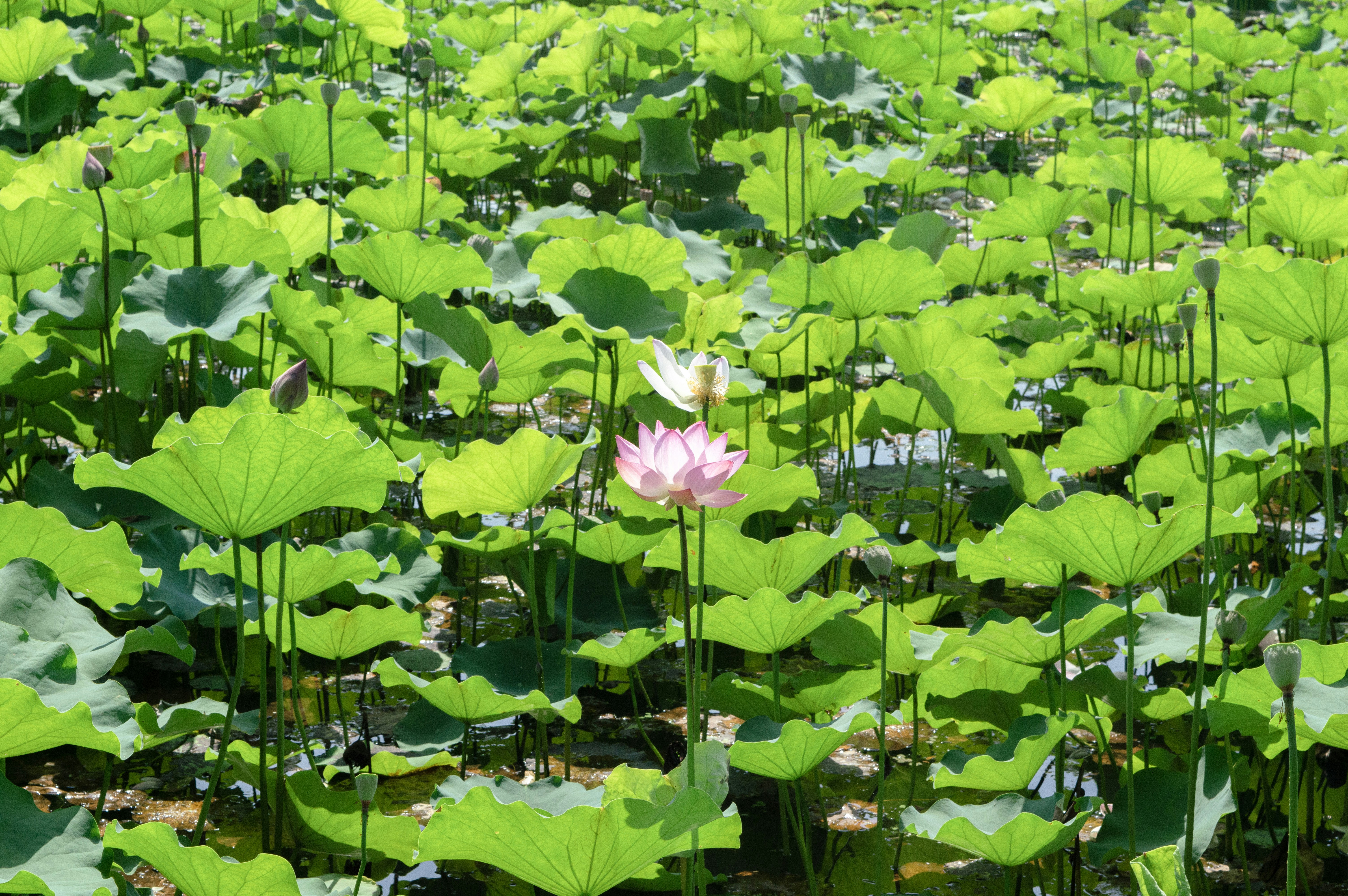 Photo by xiakuangkuang