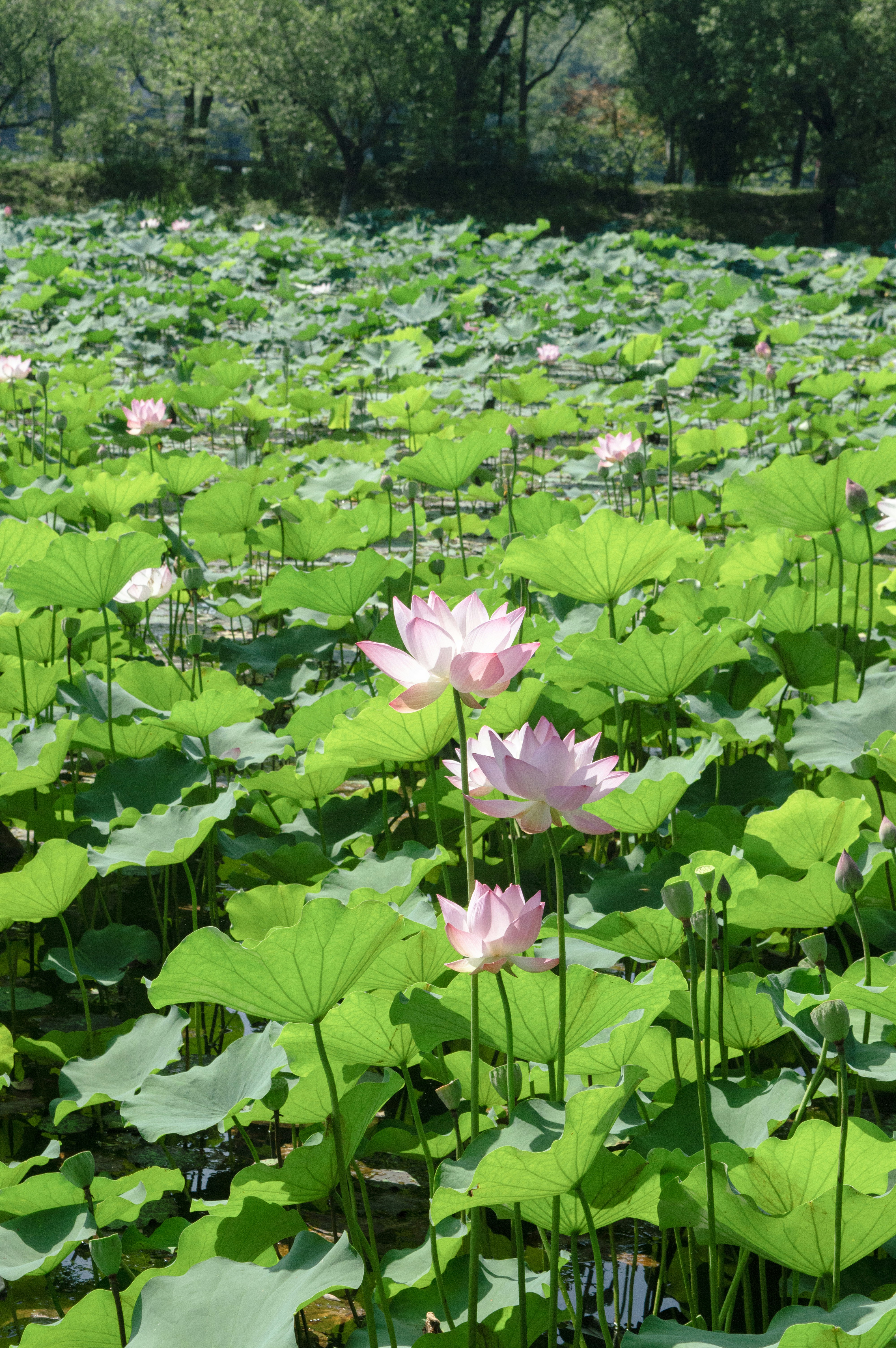 Photo by xiakuangkuang