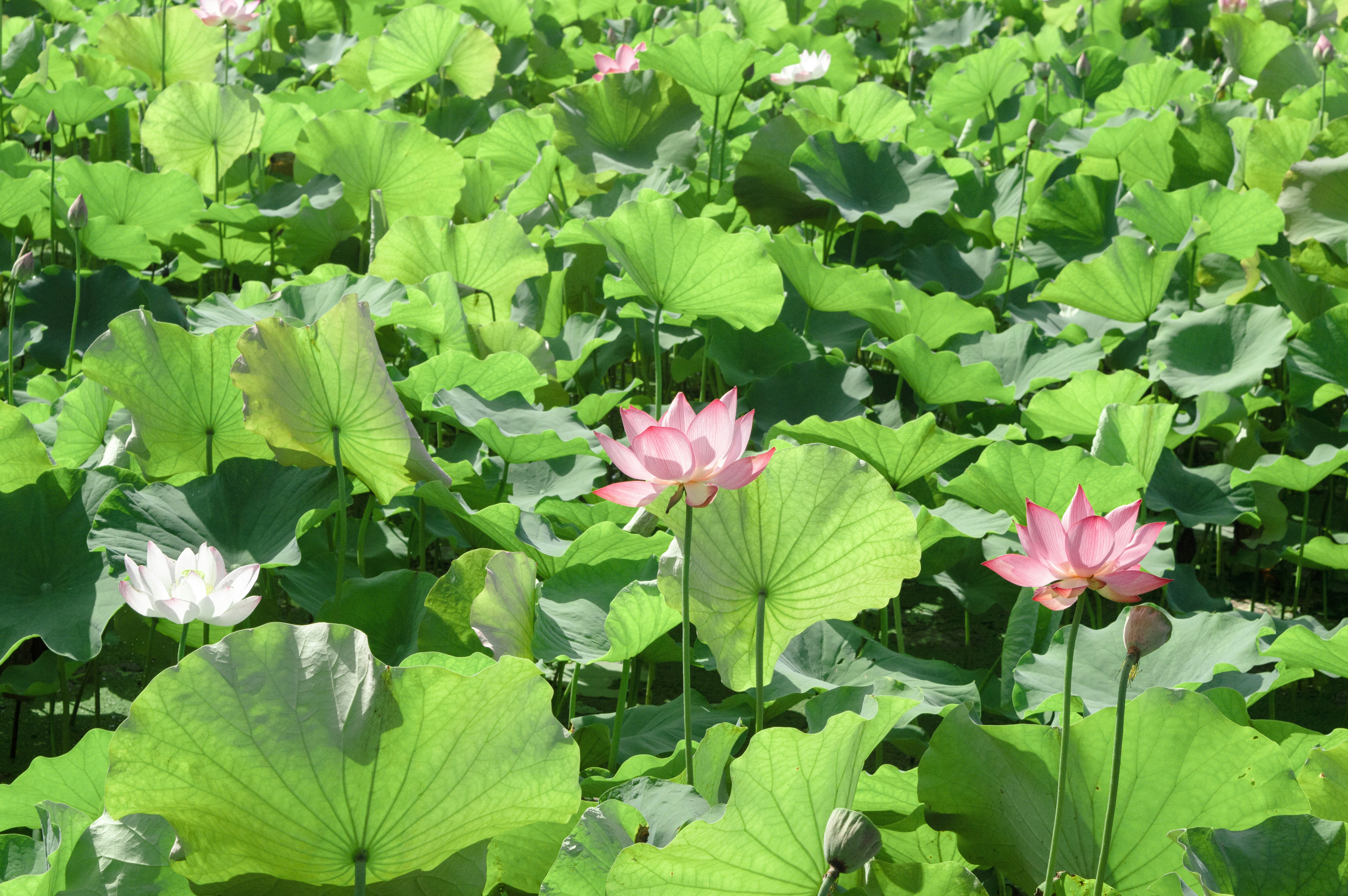 Photo by xiakuangkuang