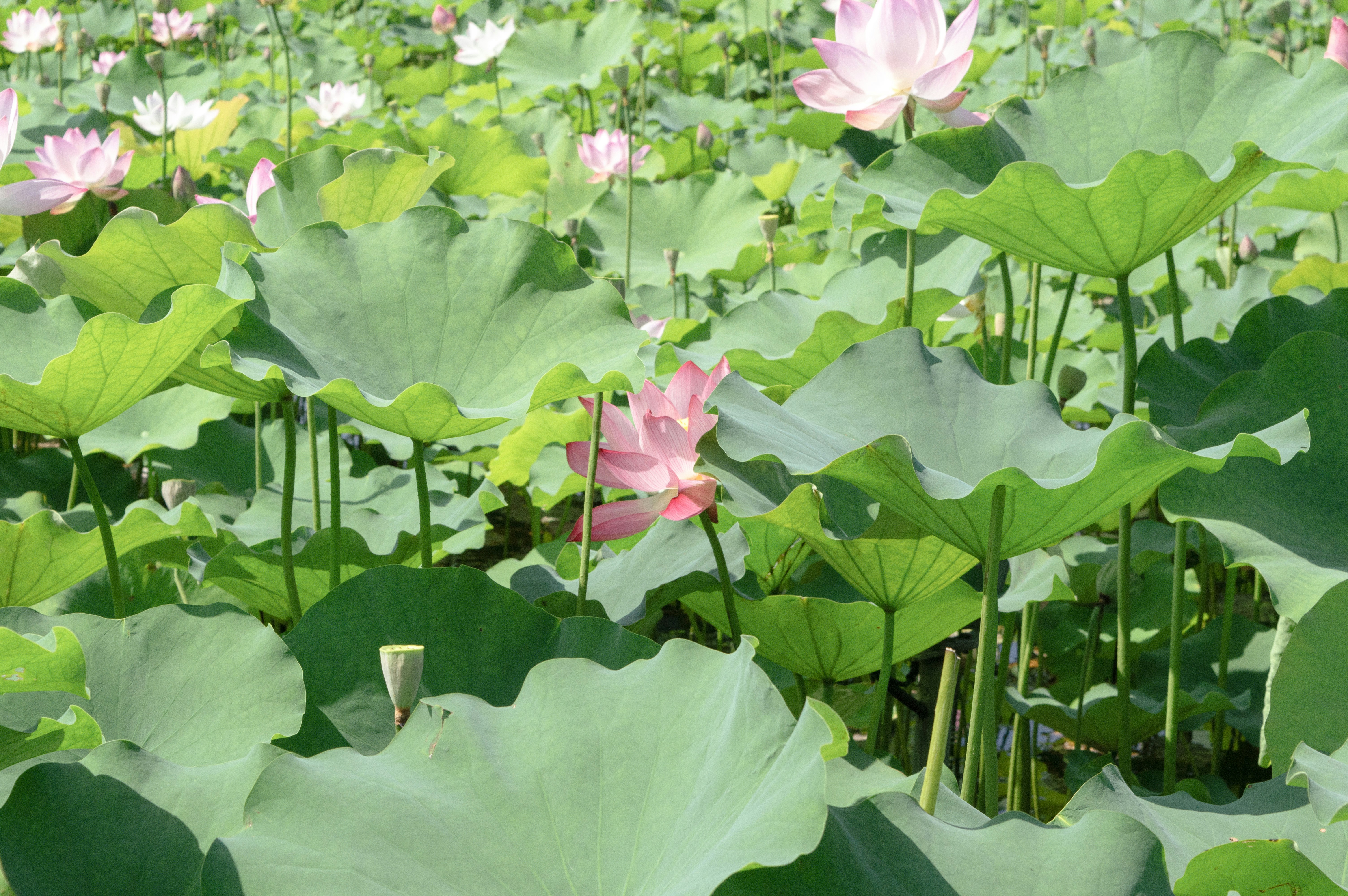 Photo by xiakuangkuang