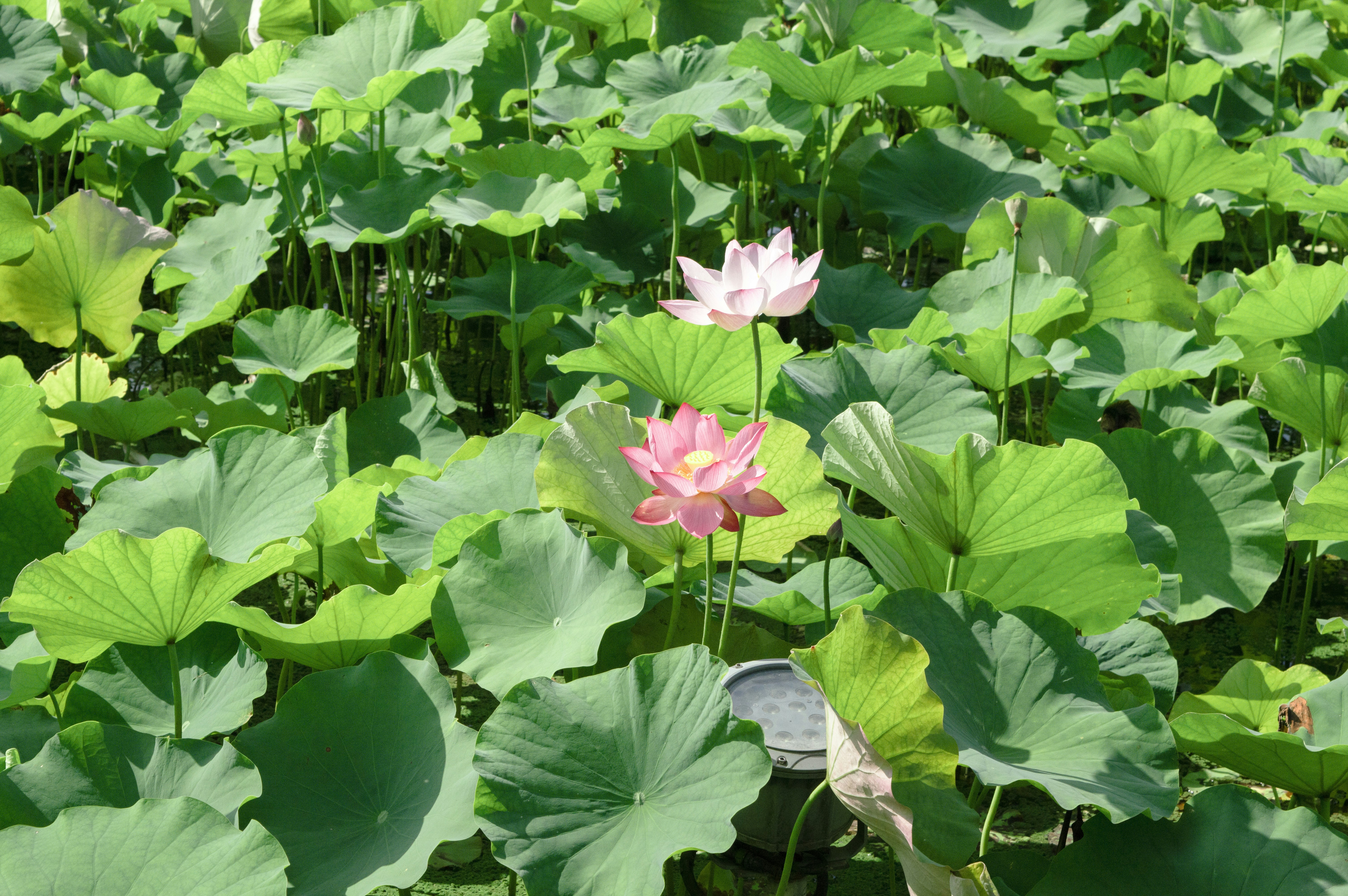 Photo by xiakuangkuang