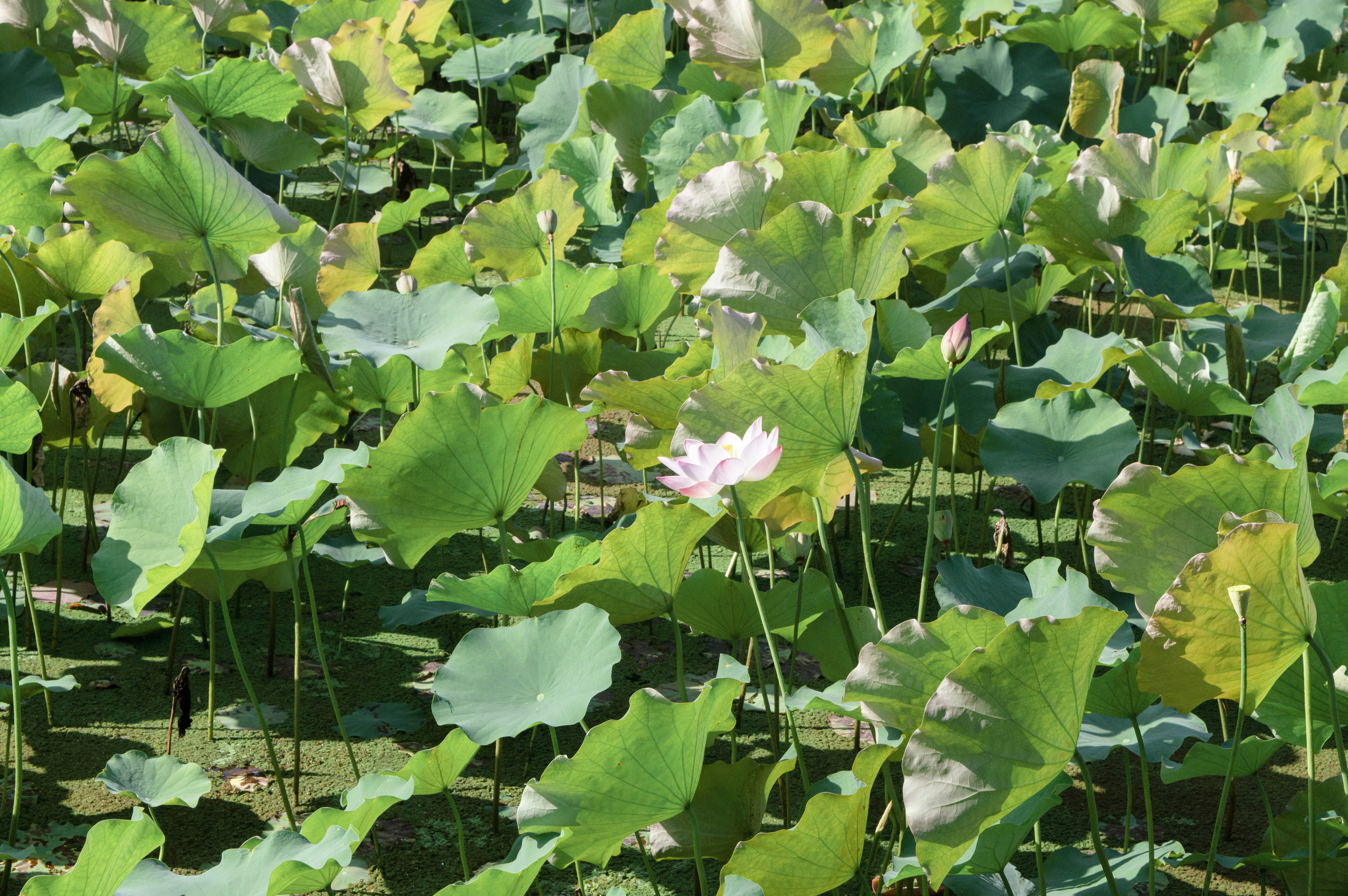 Photo by xiakuangkuang