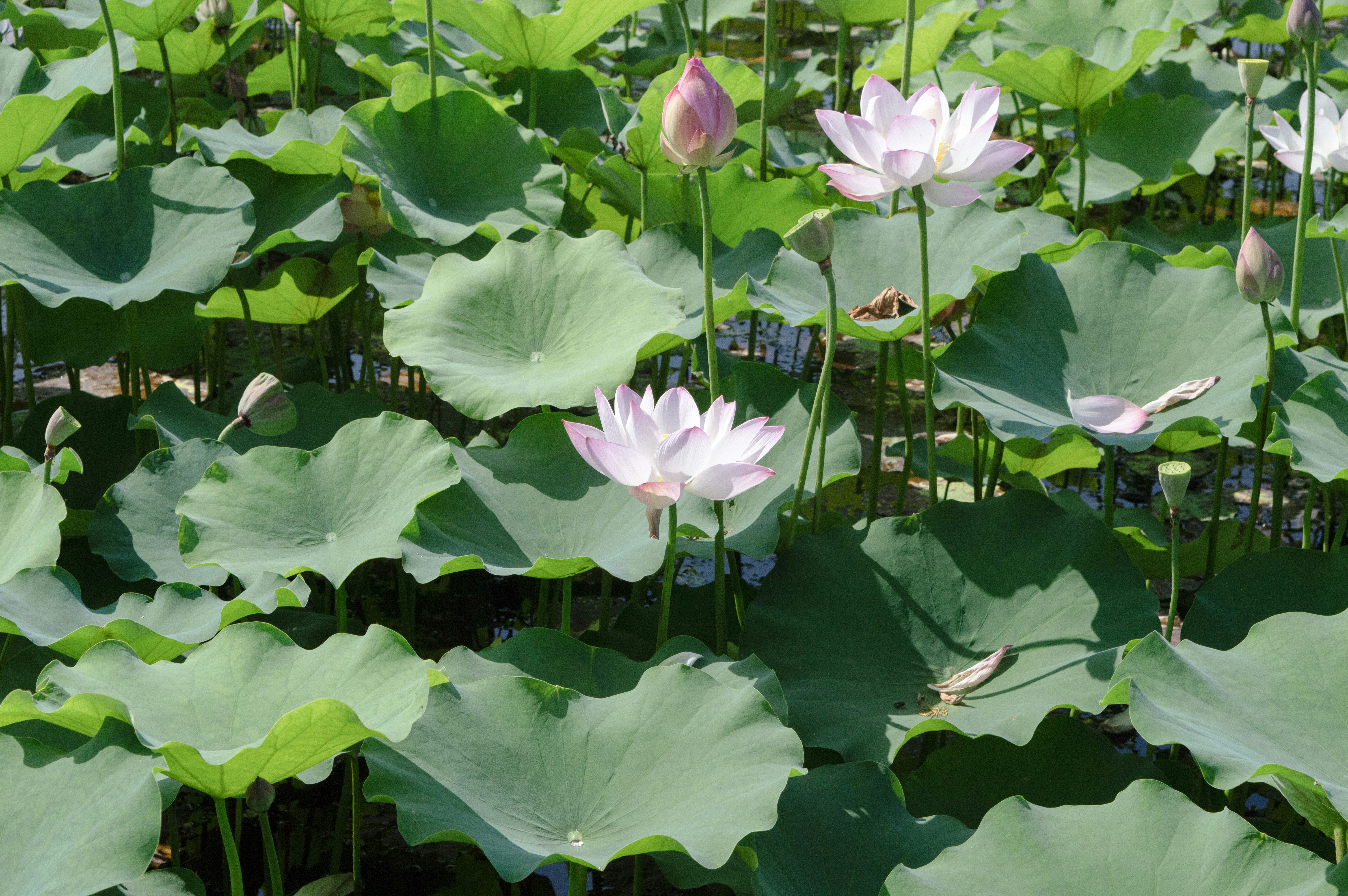 Photo by xiakuangkuang