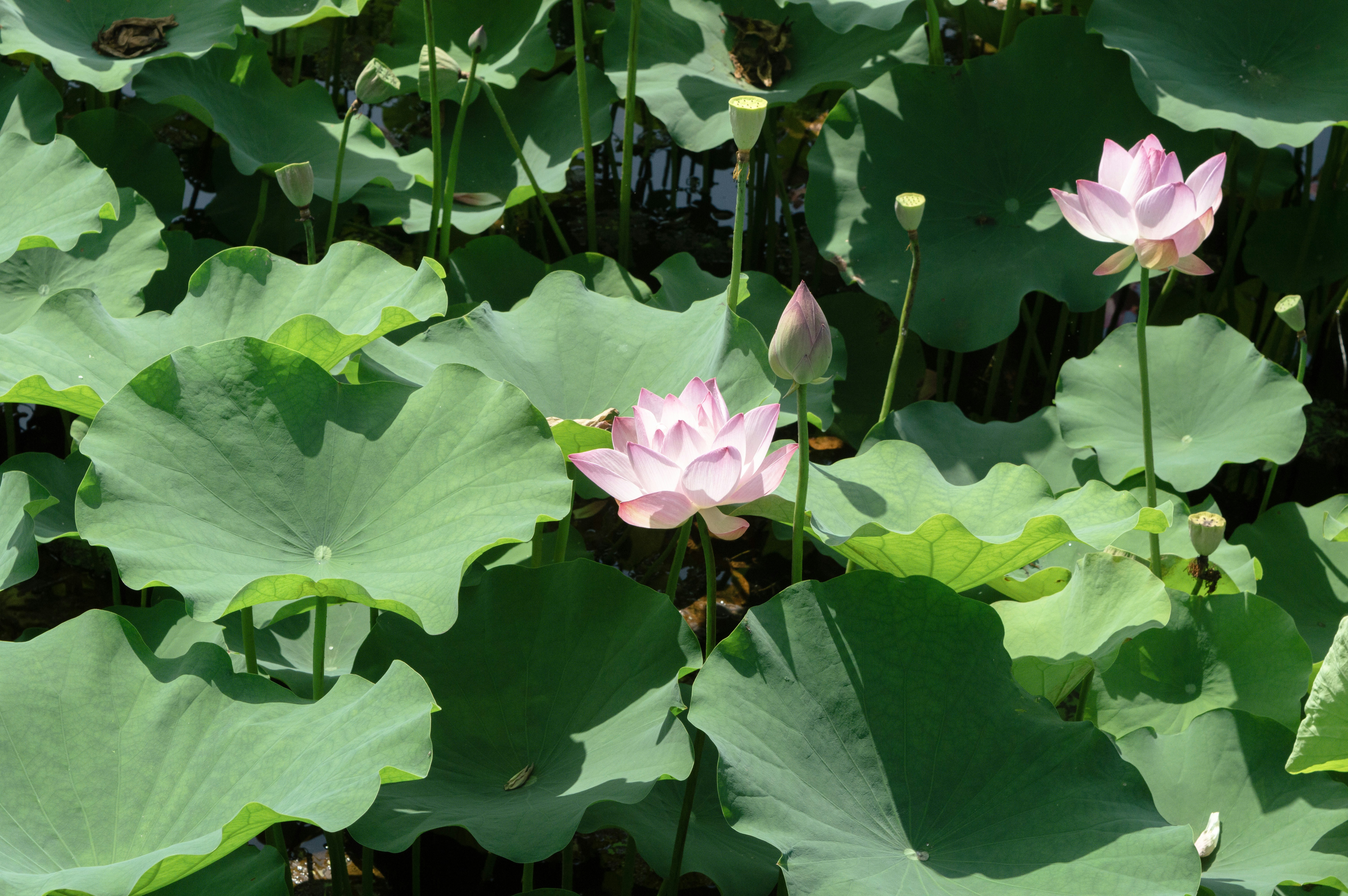 Photo by xiakuangkuang