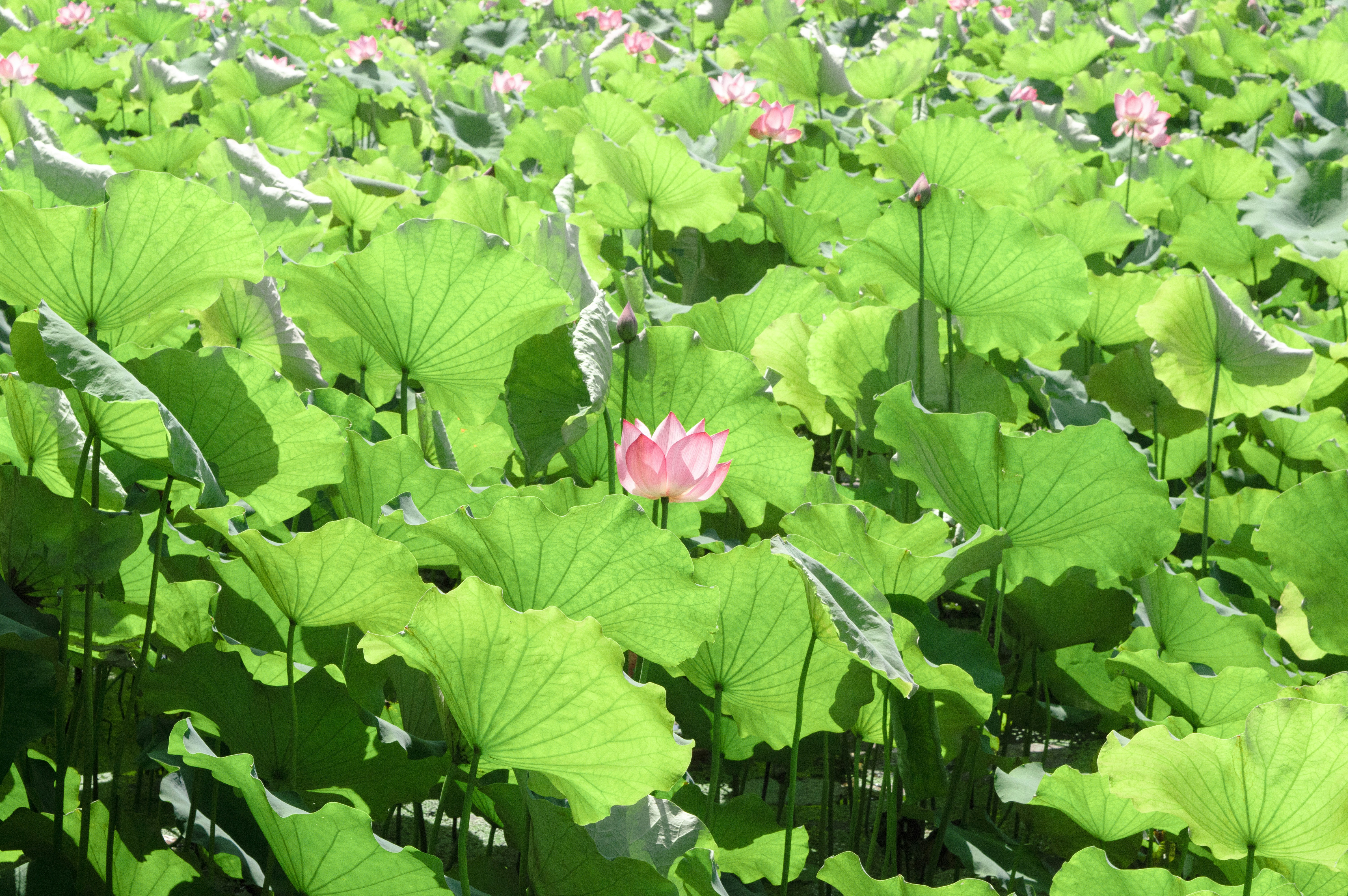 Photo by xiakuangkuang