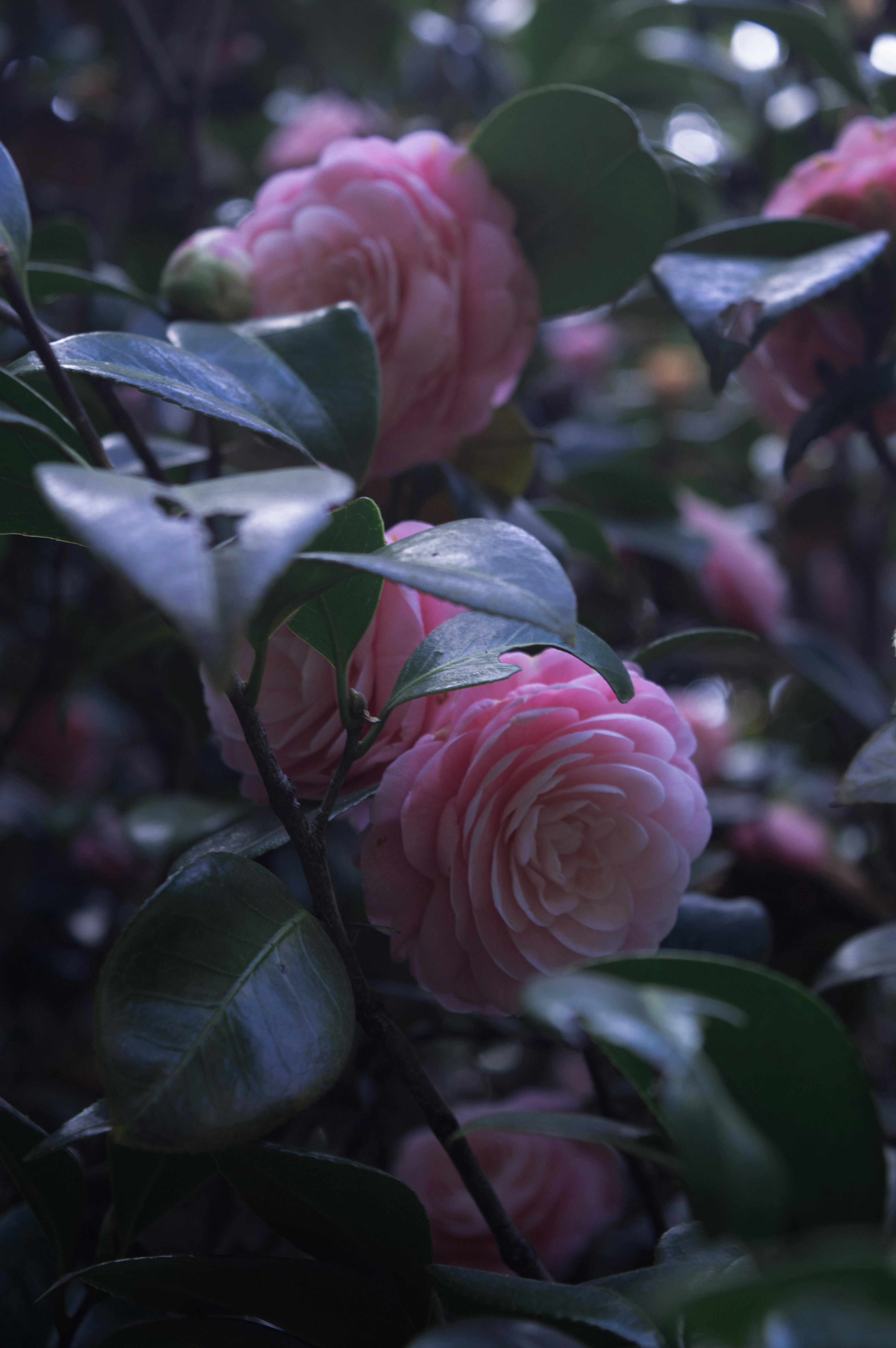 Photo by xiakuangkuang