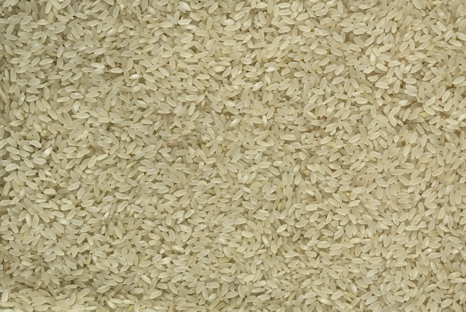 Close-up of uncooked white rice grains