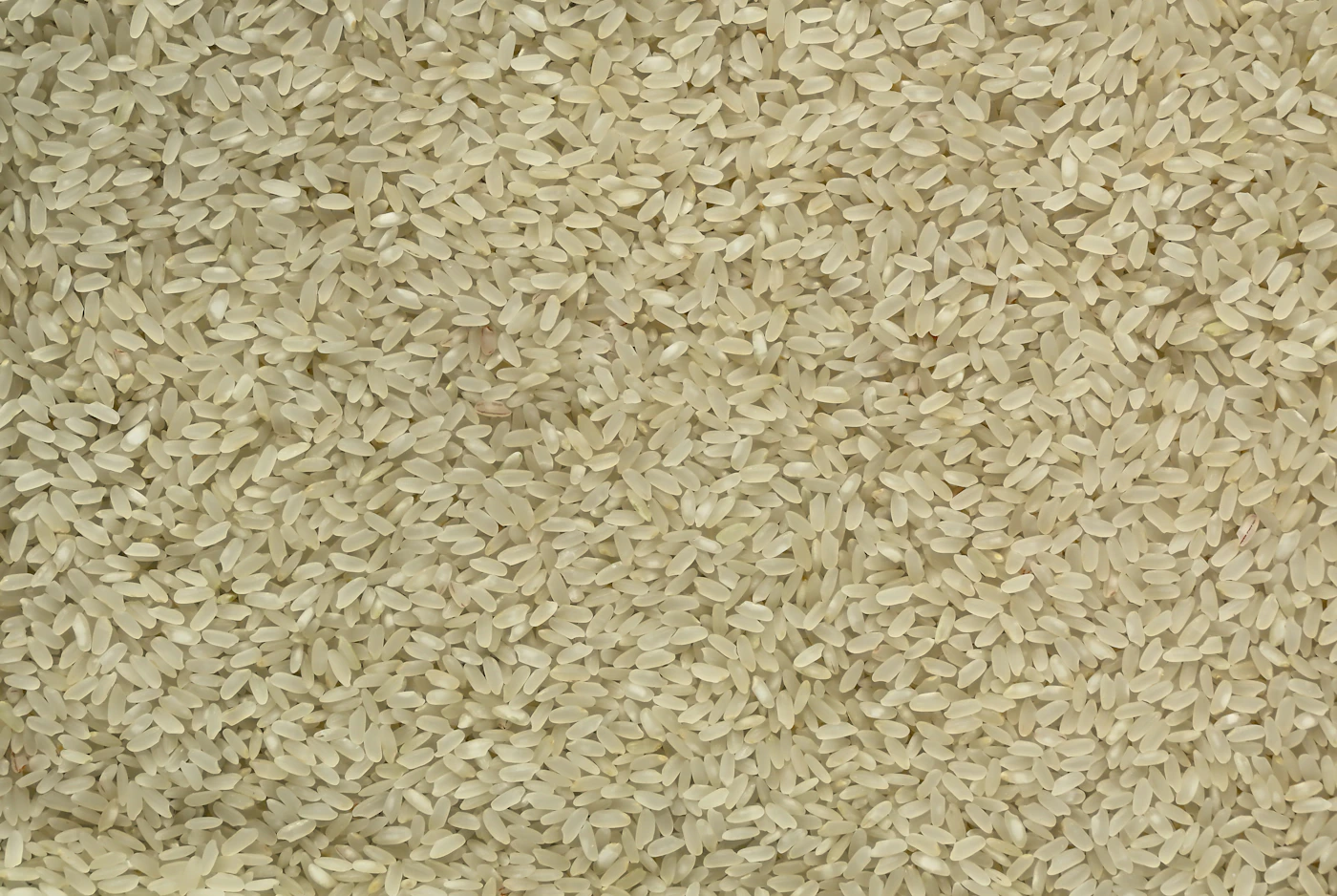 Close-up of clean uncooked white rice grains