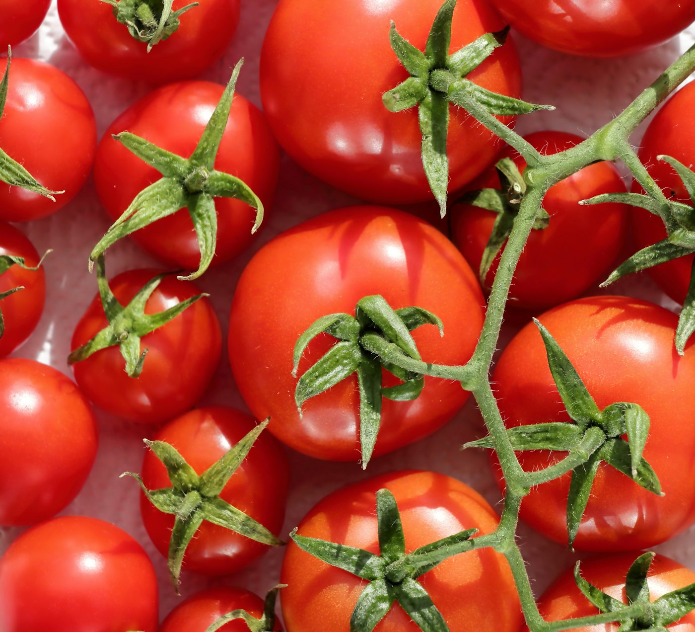 Tomates grappes
