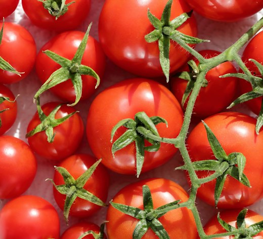 Tomates grappes