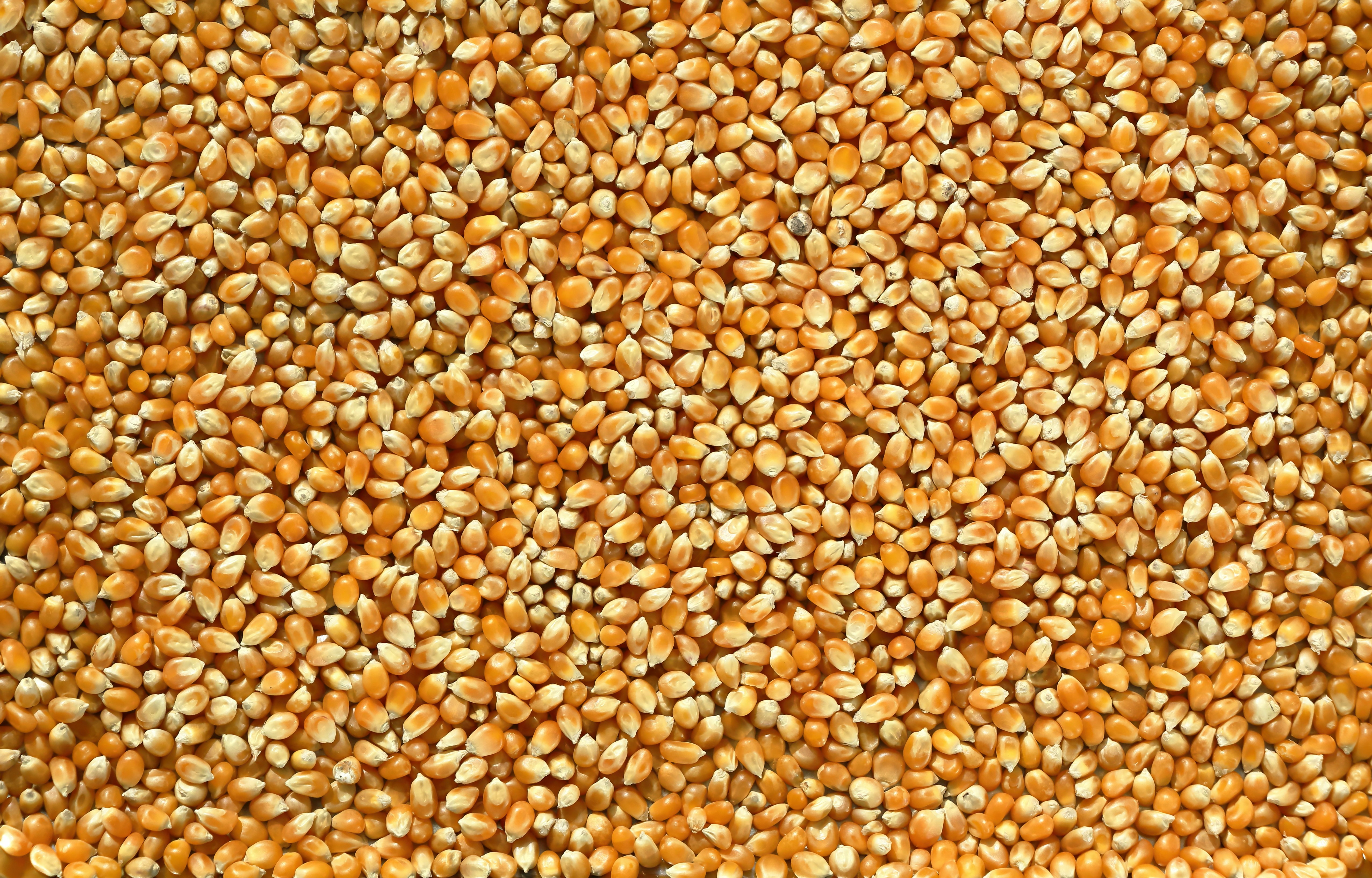 A pile of dried corn kernels