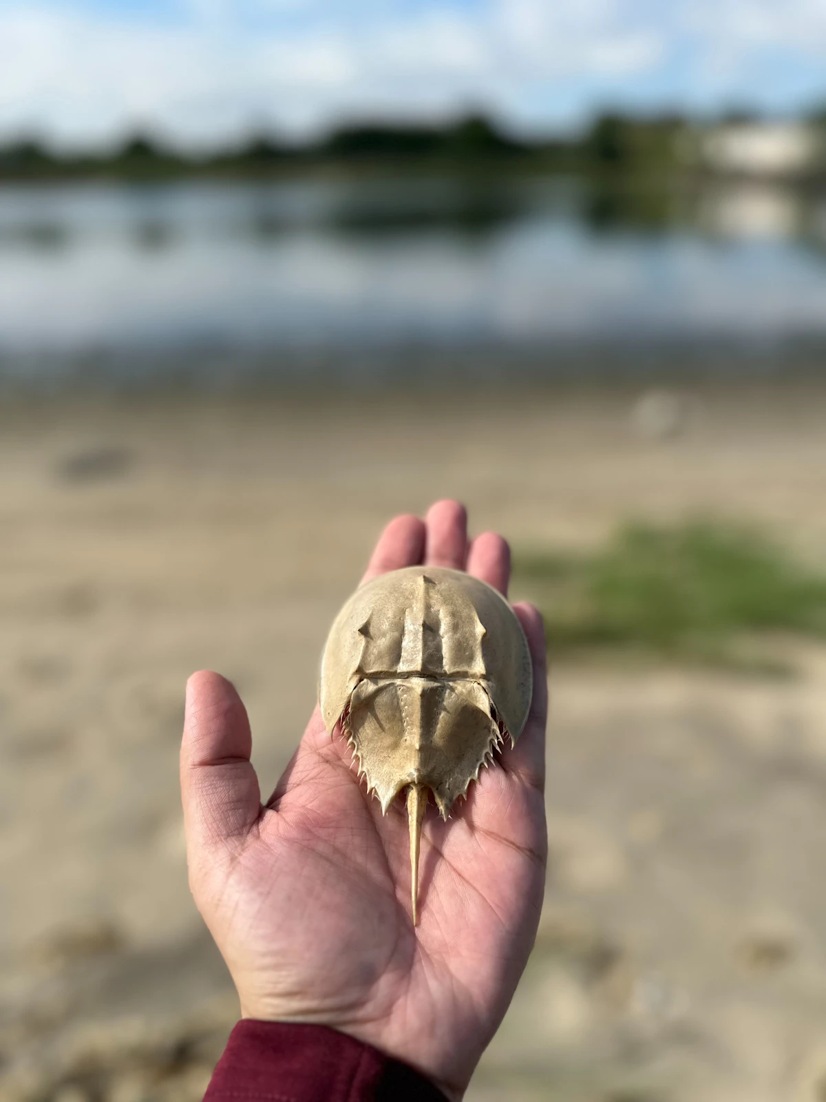 カブトガニ
