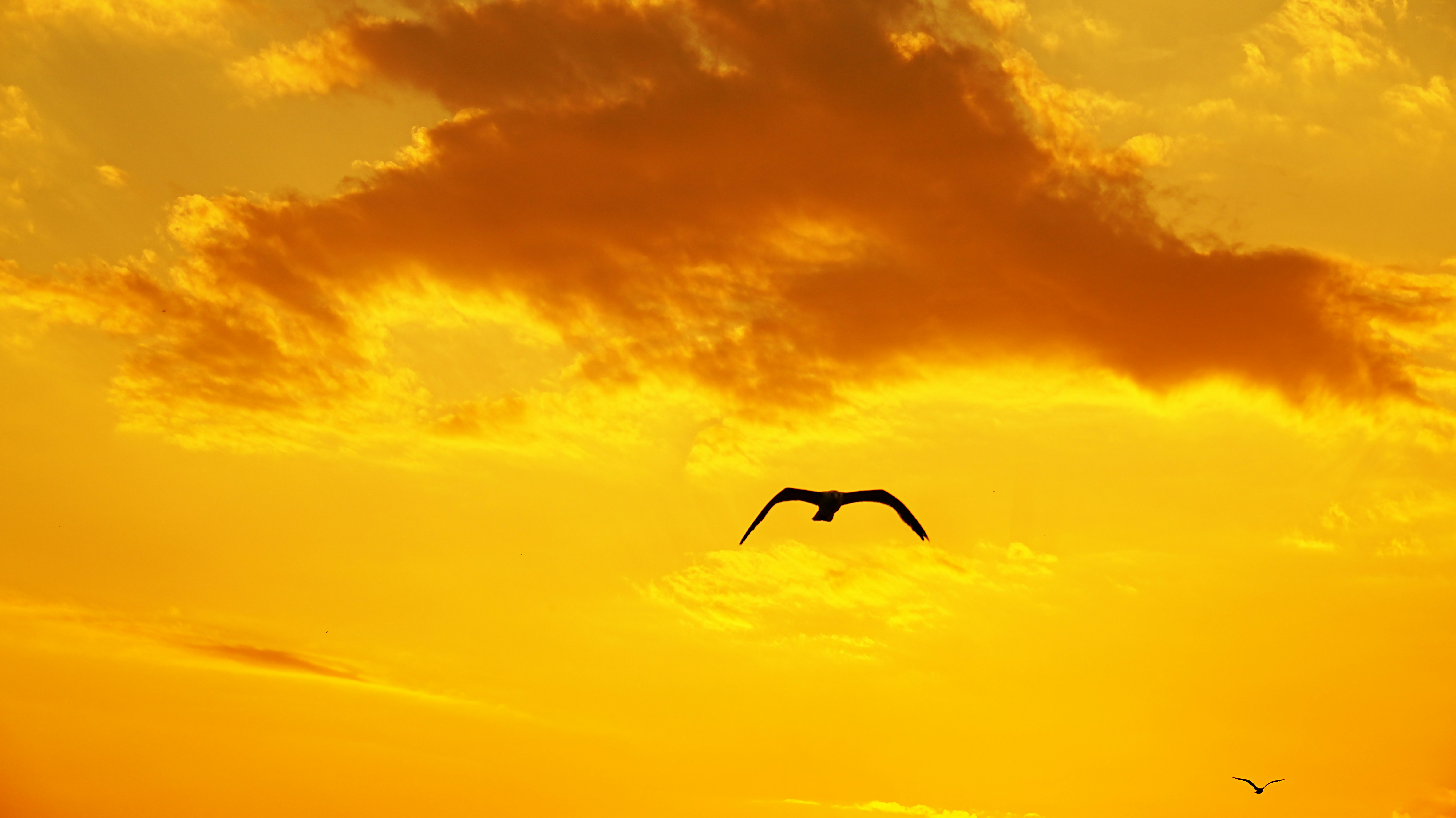 Ein einzelner Vogel fliegt über einen lebendigen Sonnenuntergangshimmel.
