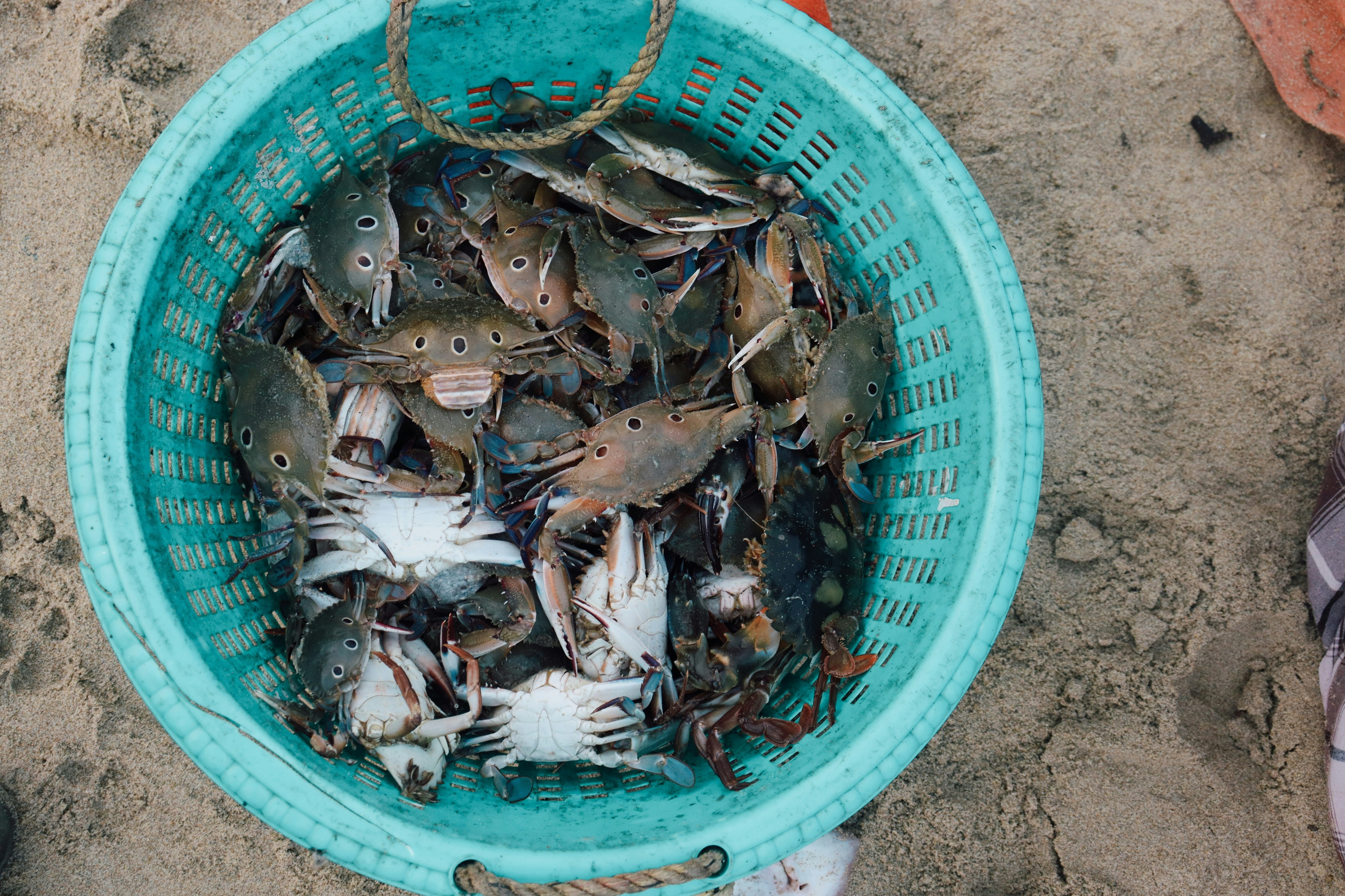 crabs in bucket