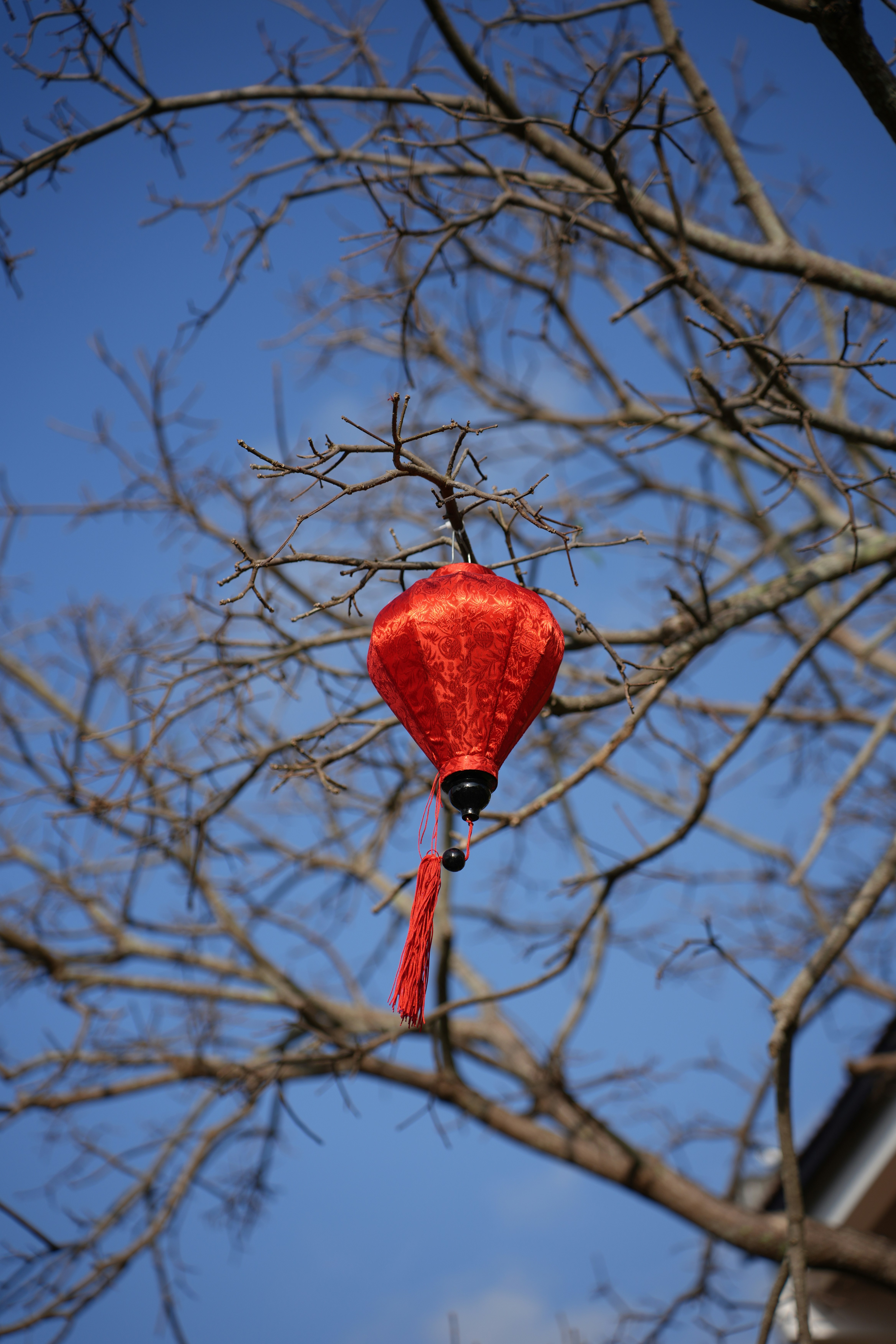 A red lantern hangs from a bare tree branch.