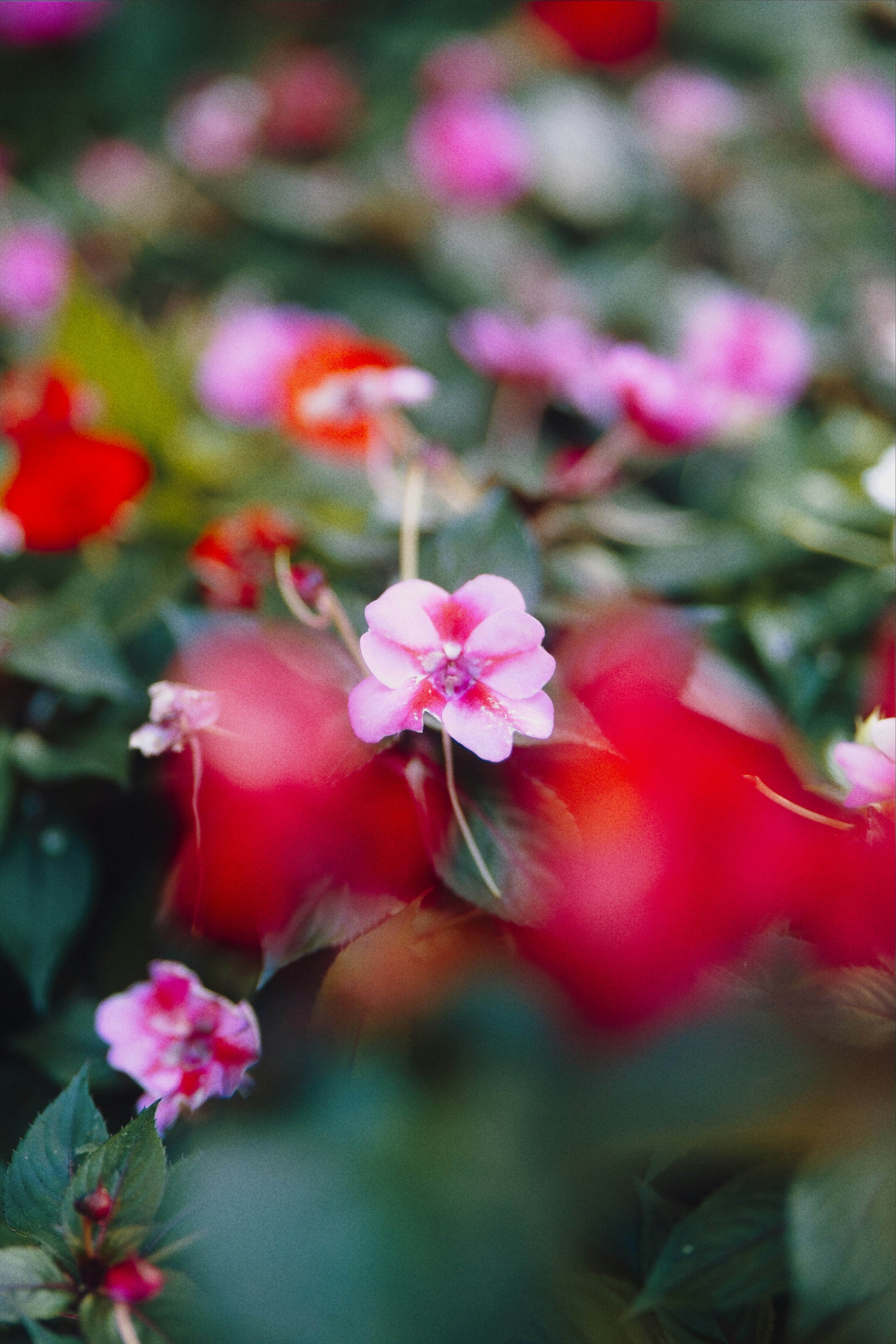 A close-up of delicate pink and red flowers blooming.