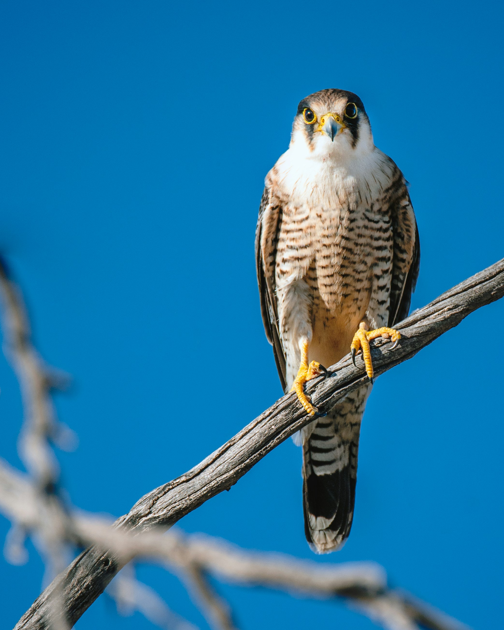 A falcon perched on a dead tree branch.