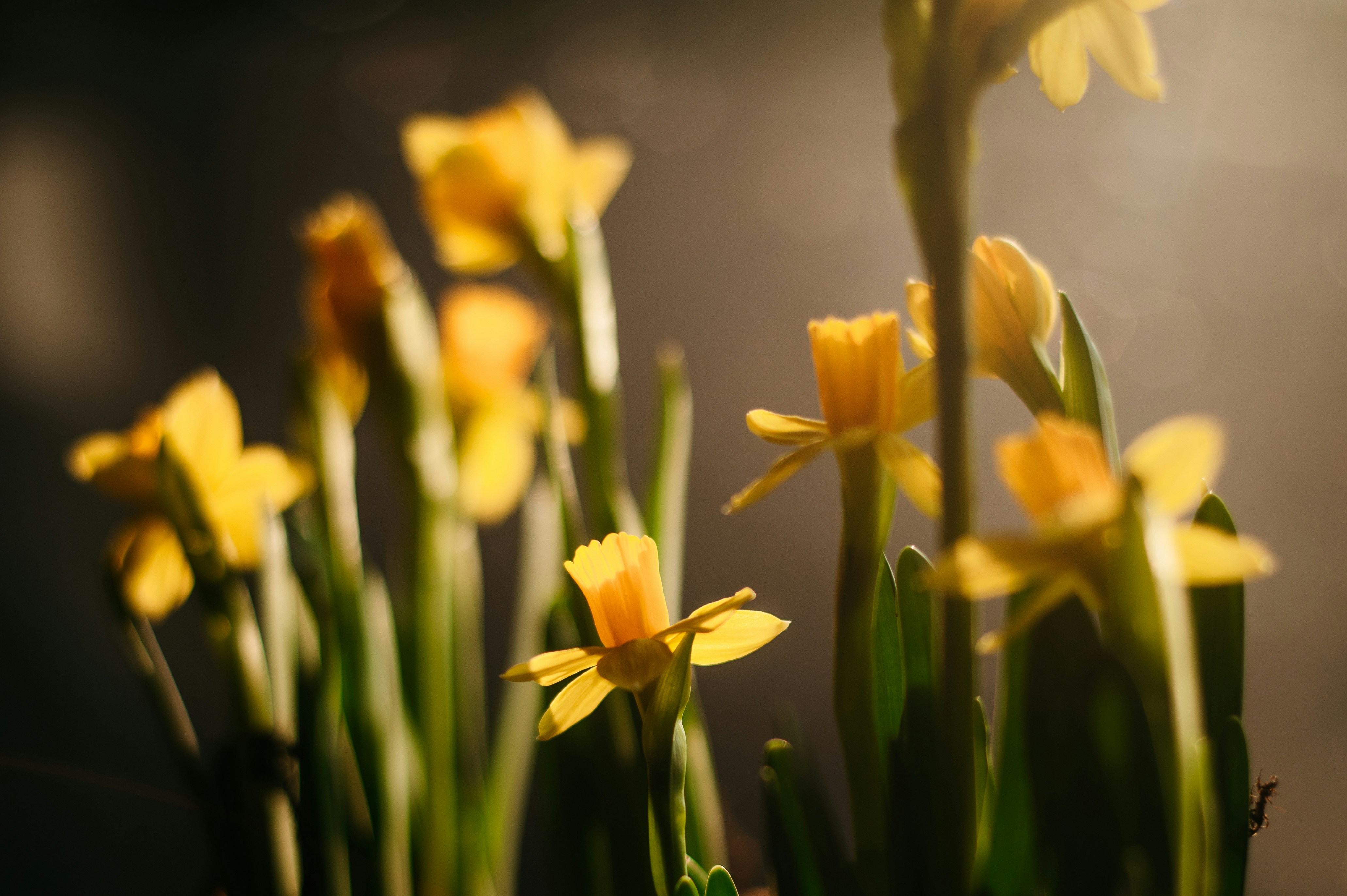 Photo by whoopsadaisies